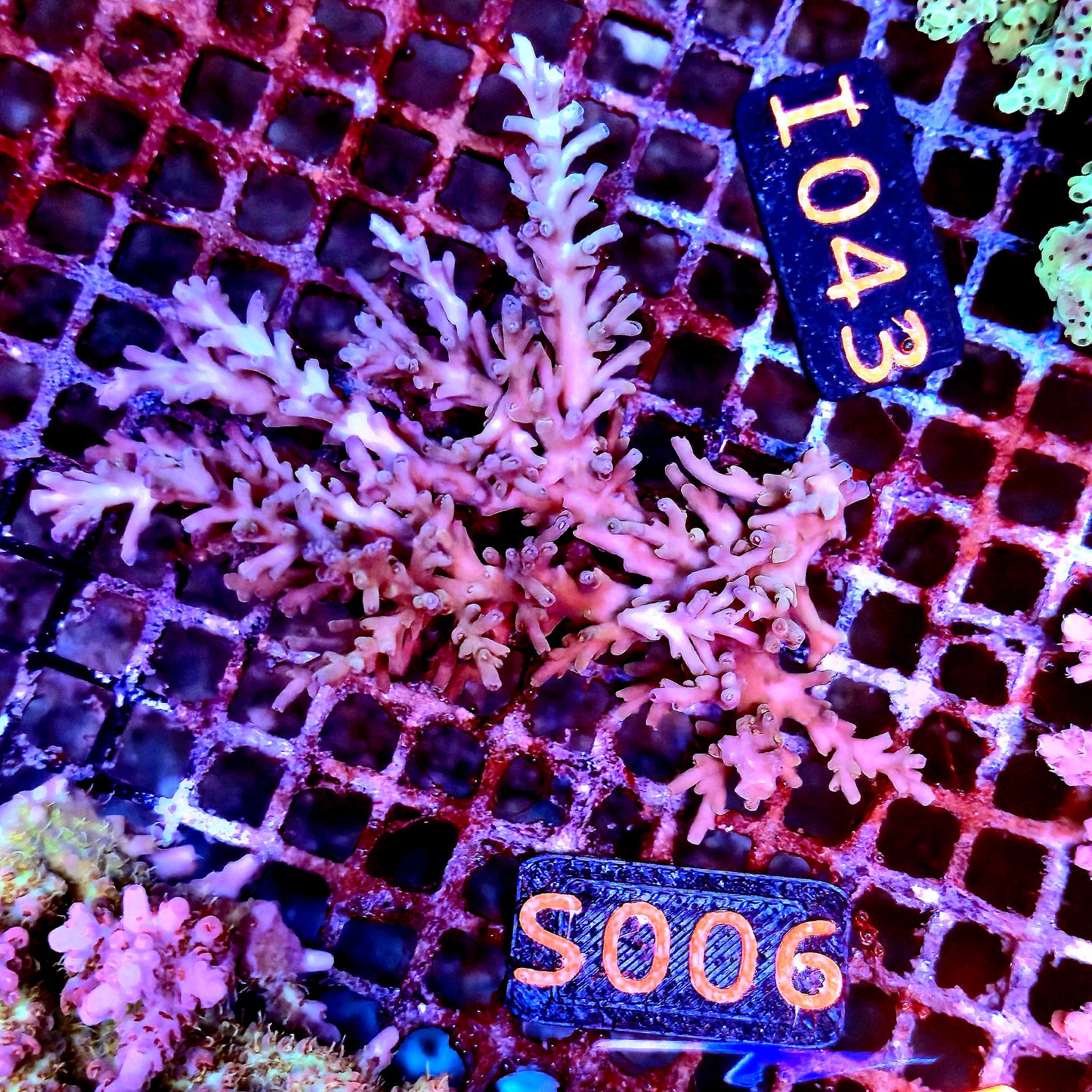 Australian SPS S006