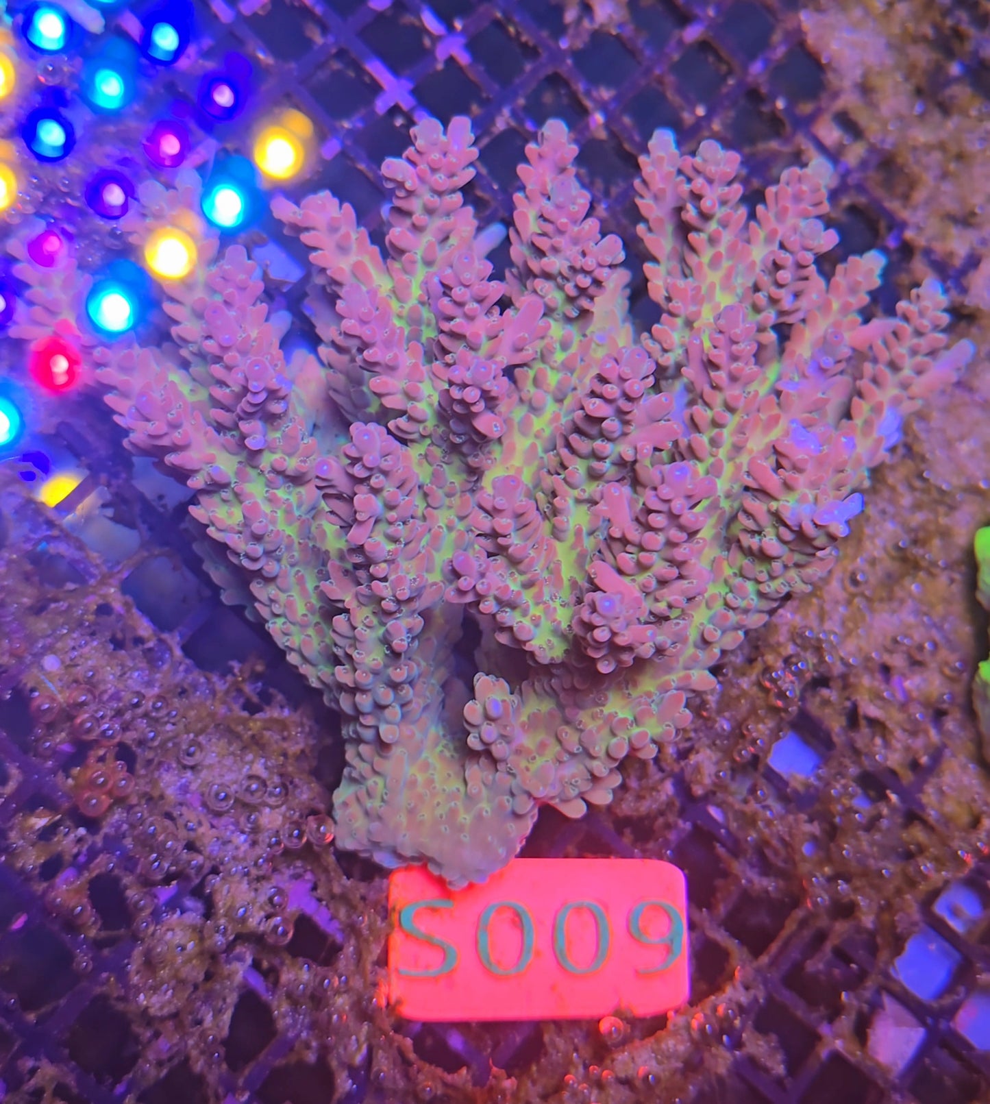 Australian SPS Colony S009p