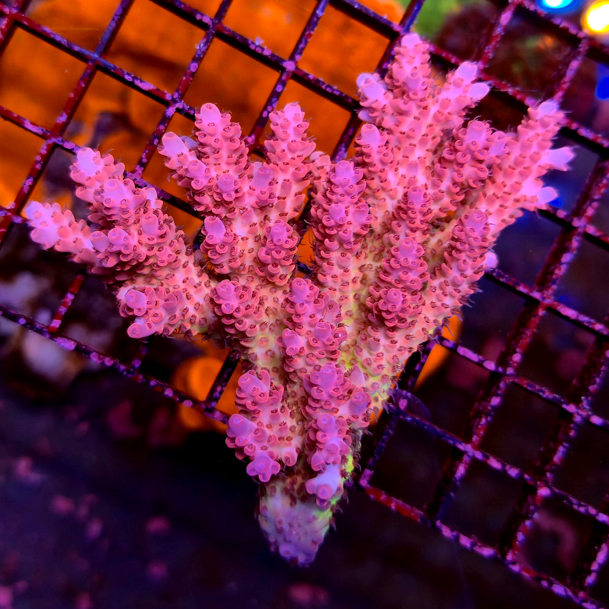 Australian Acropora Colony B9