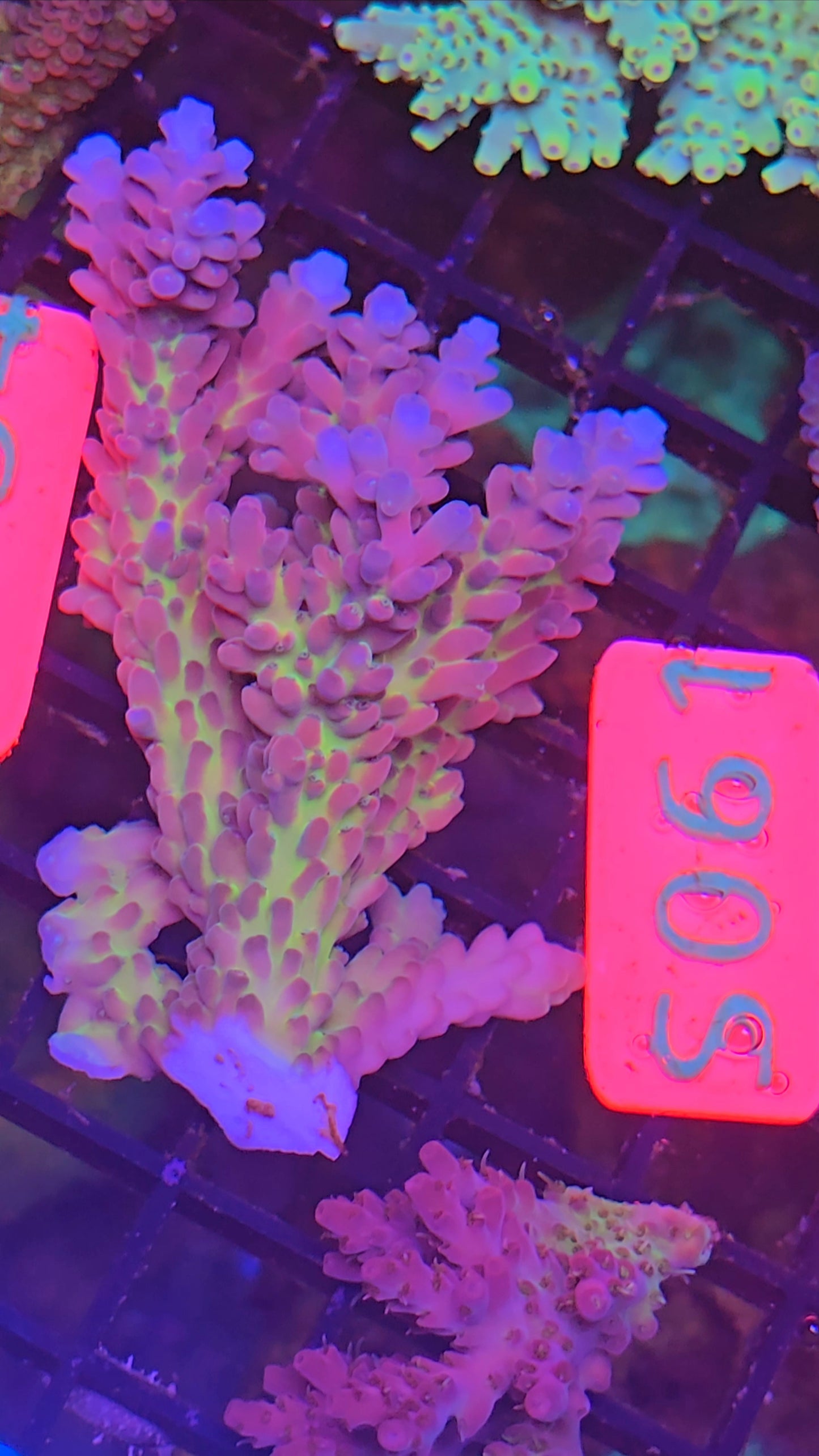 Australian SPS Colony s024p