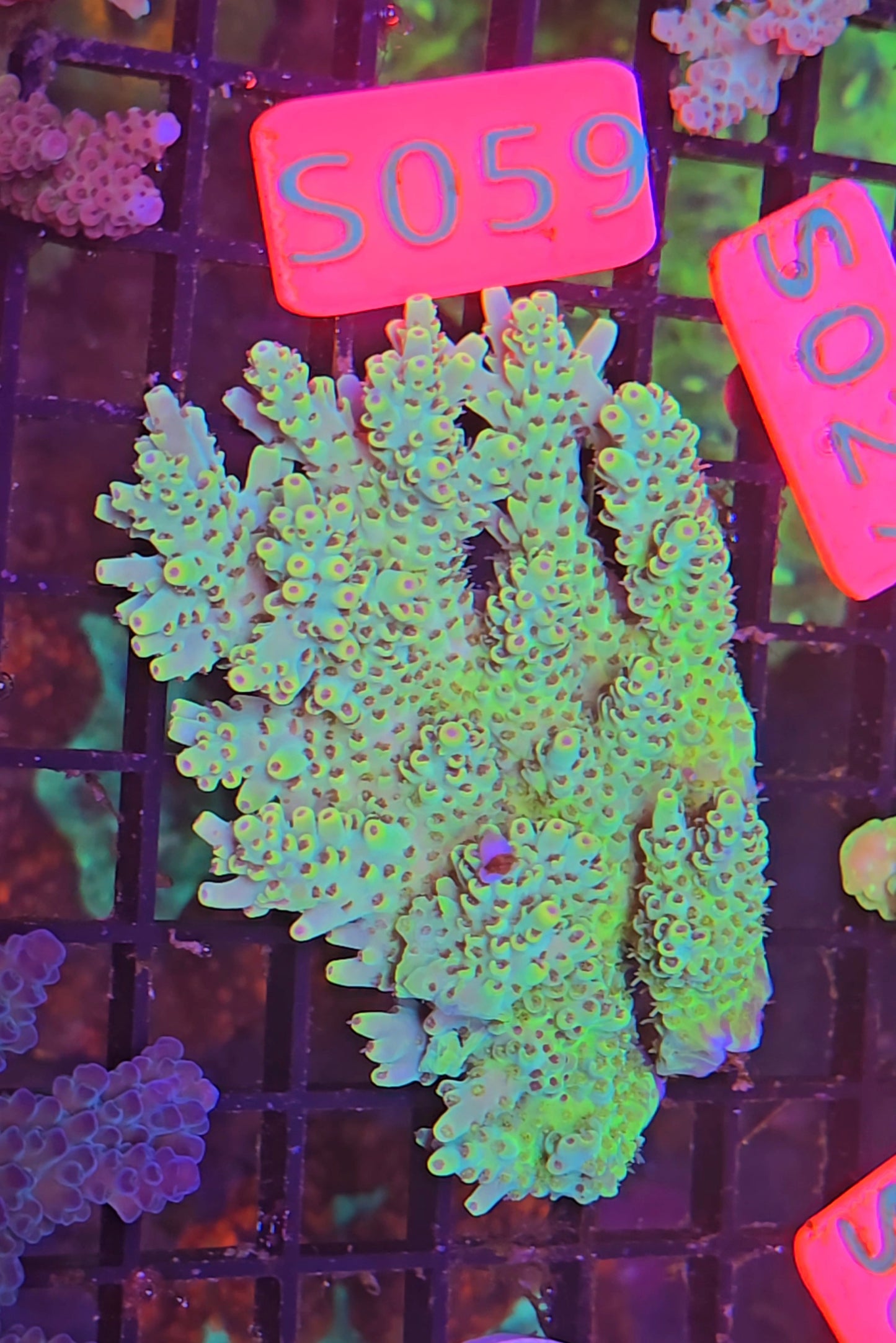 Australian SPS Colony S059p