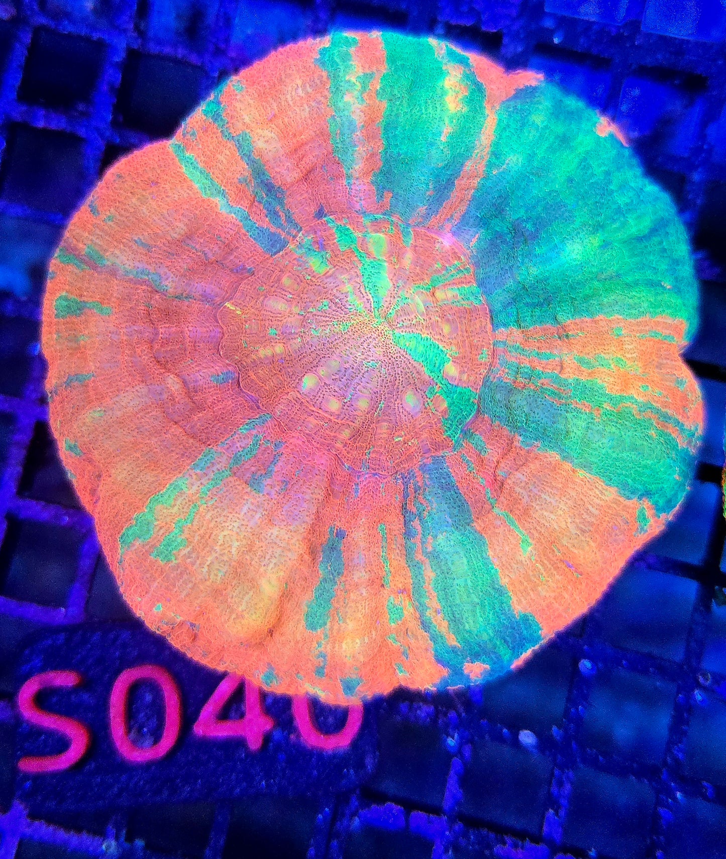 Scolymia Australis s040