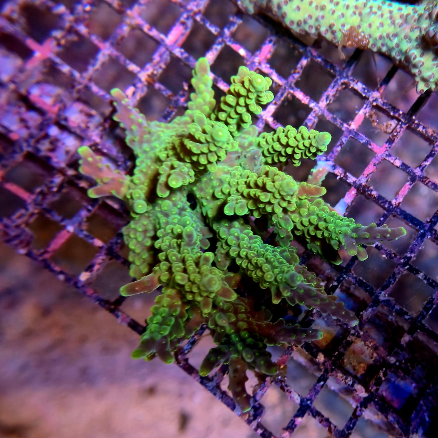 Aussie SPS Colony - Coral Farm Kuwait