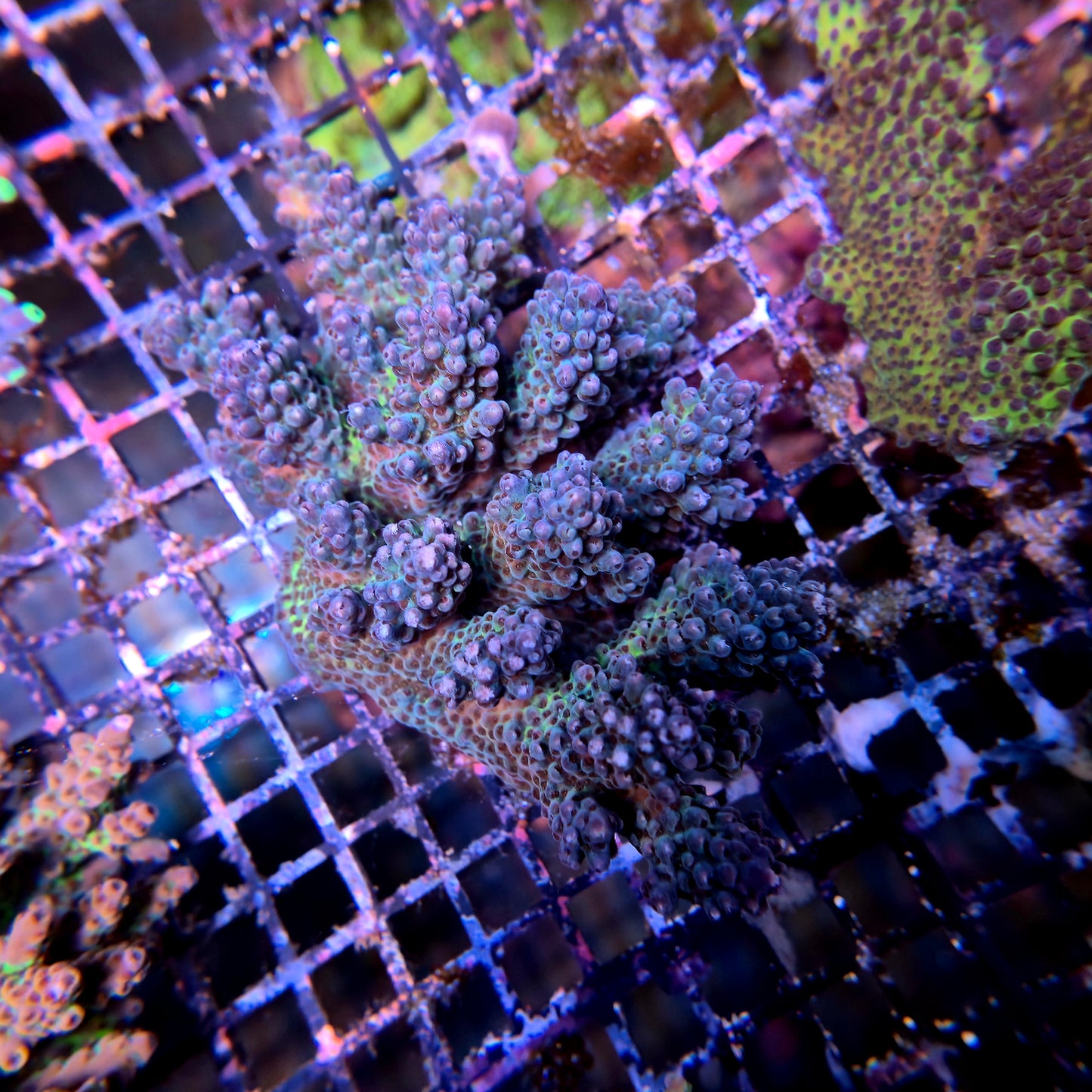 Aussie SPS Colony - Coral Farm Kuwait