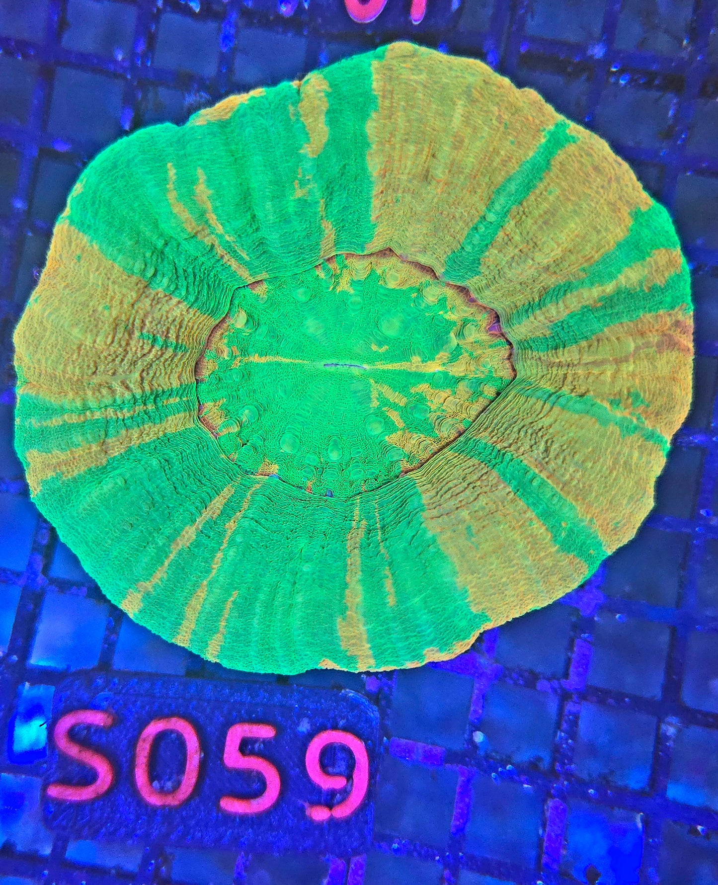 Scolymia Australis s059