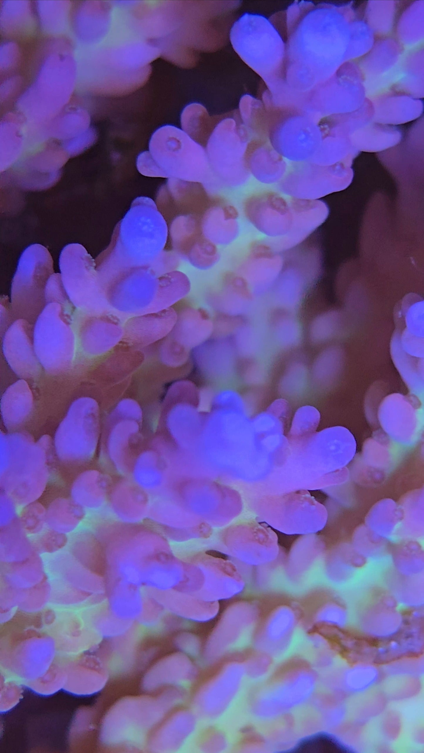 Australian SPS Colony S002p