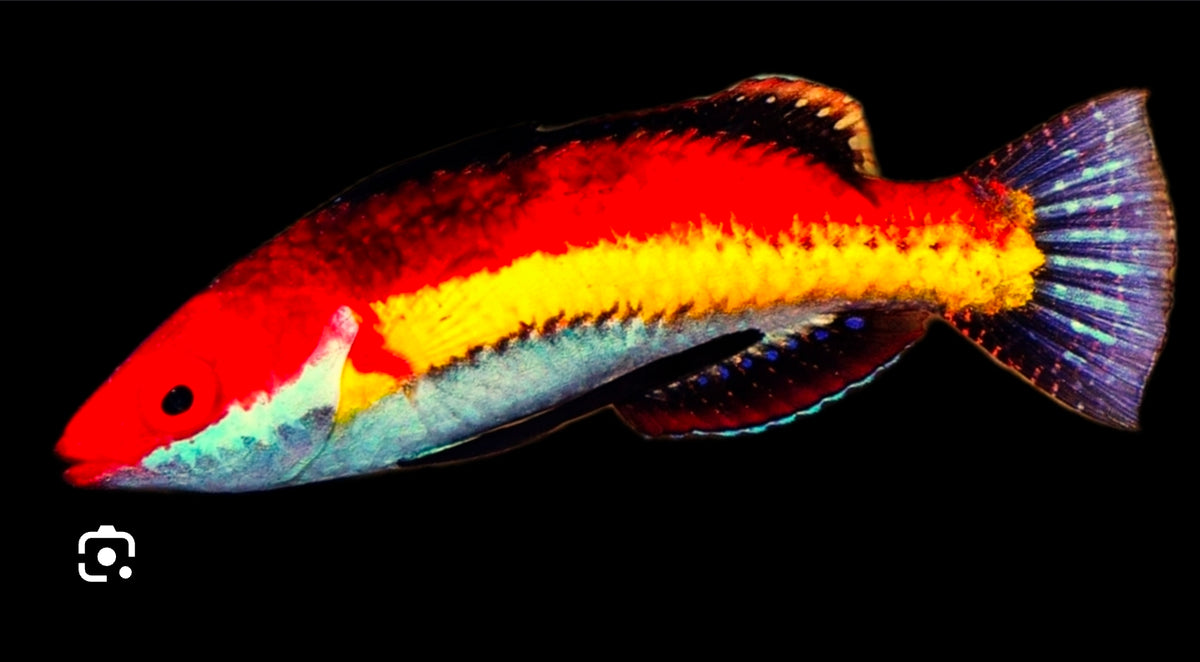 Naokos Fairy Wrasse, male