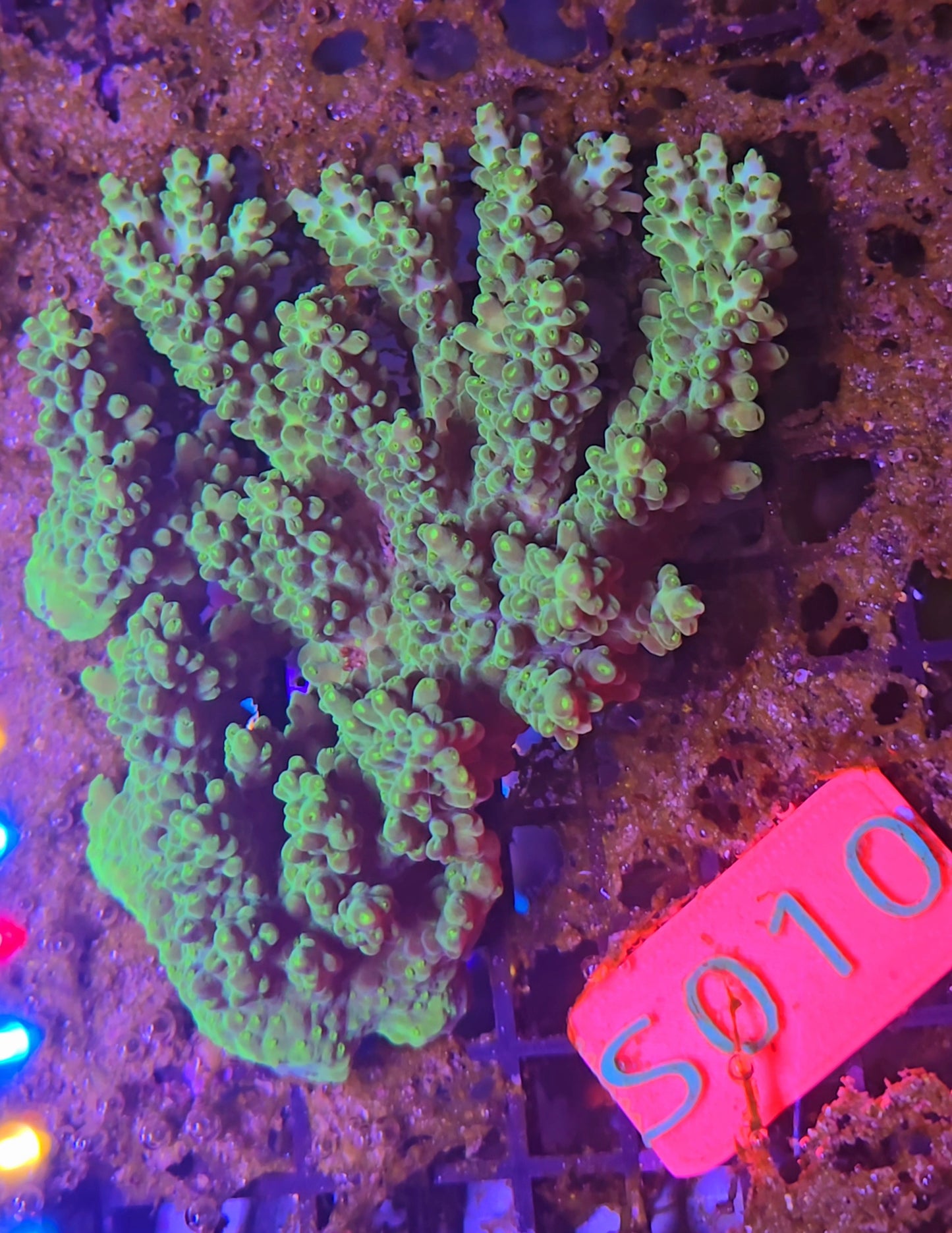 Australian SPS Colony S010p