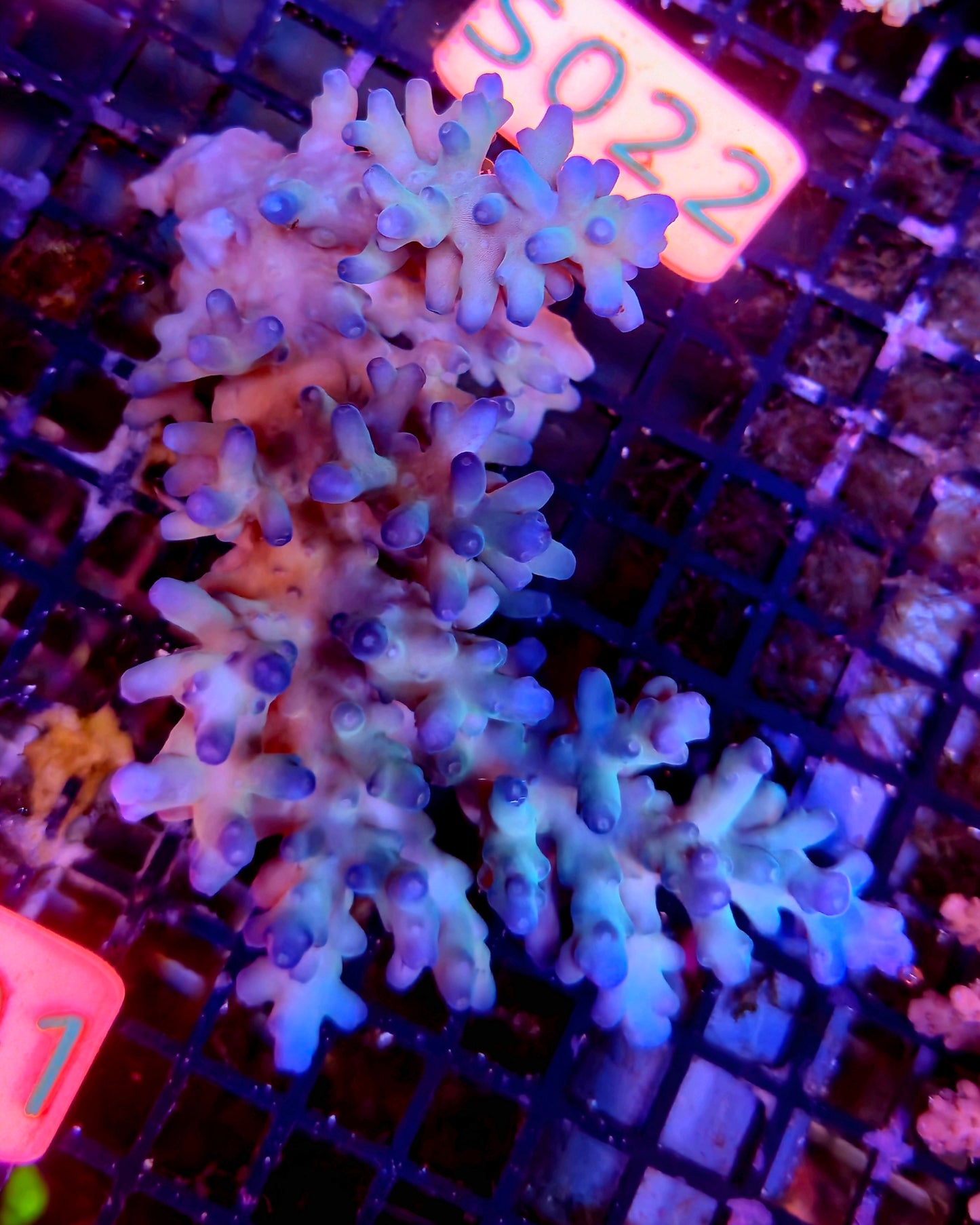 Australian SPS Colony S001p