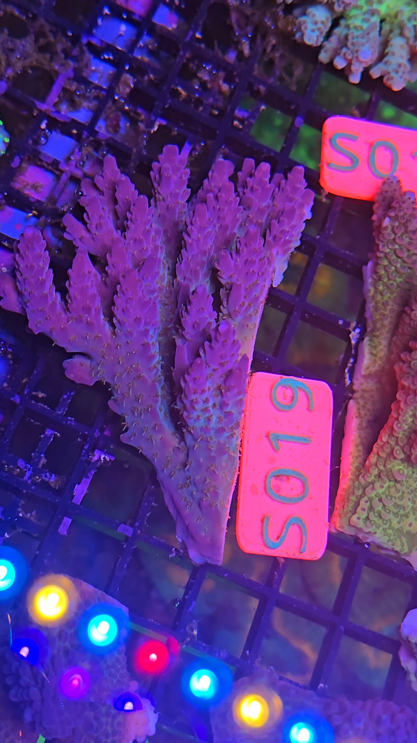 Australian SPS Colony S019p