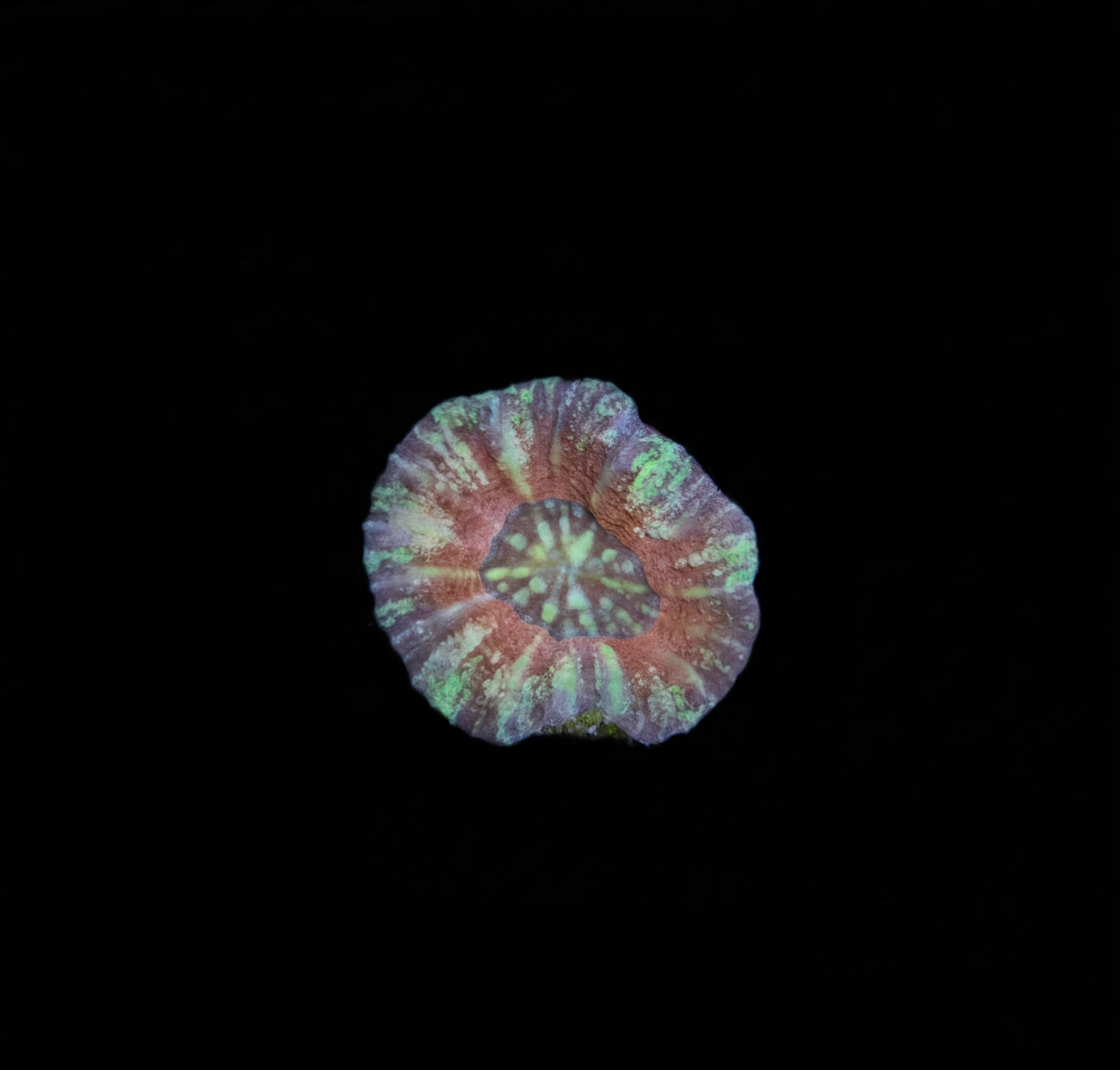 Scolymia Australis