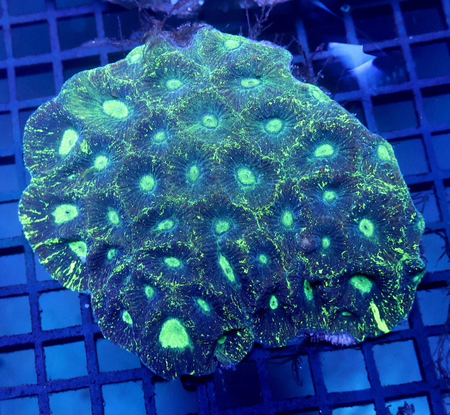 W3 Moon Coral Ultra Favia
