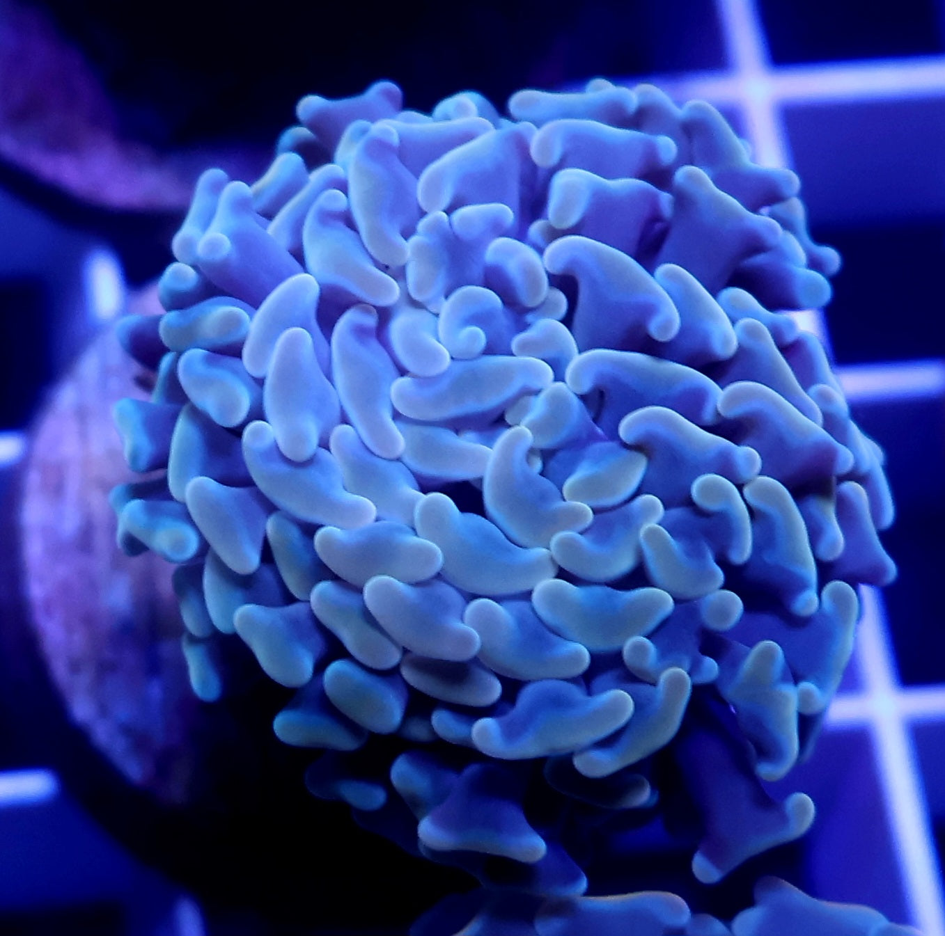 Orange Tips Hammer FRAG