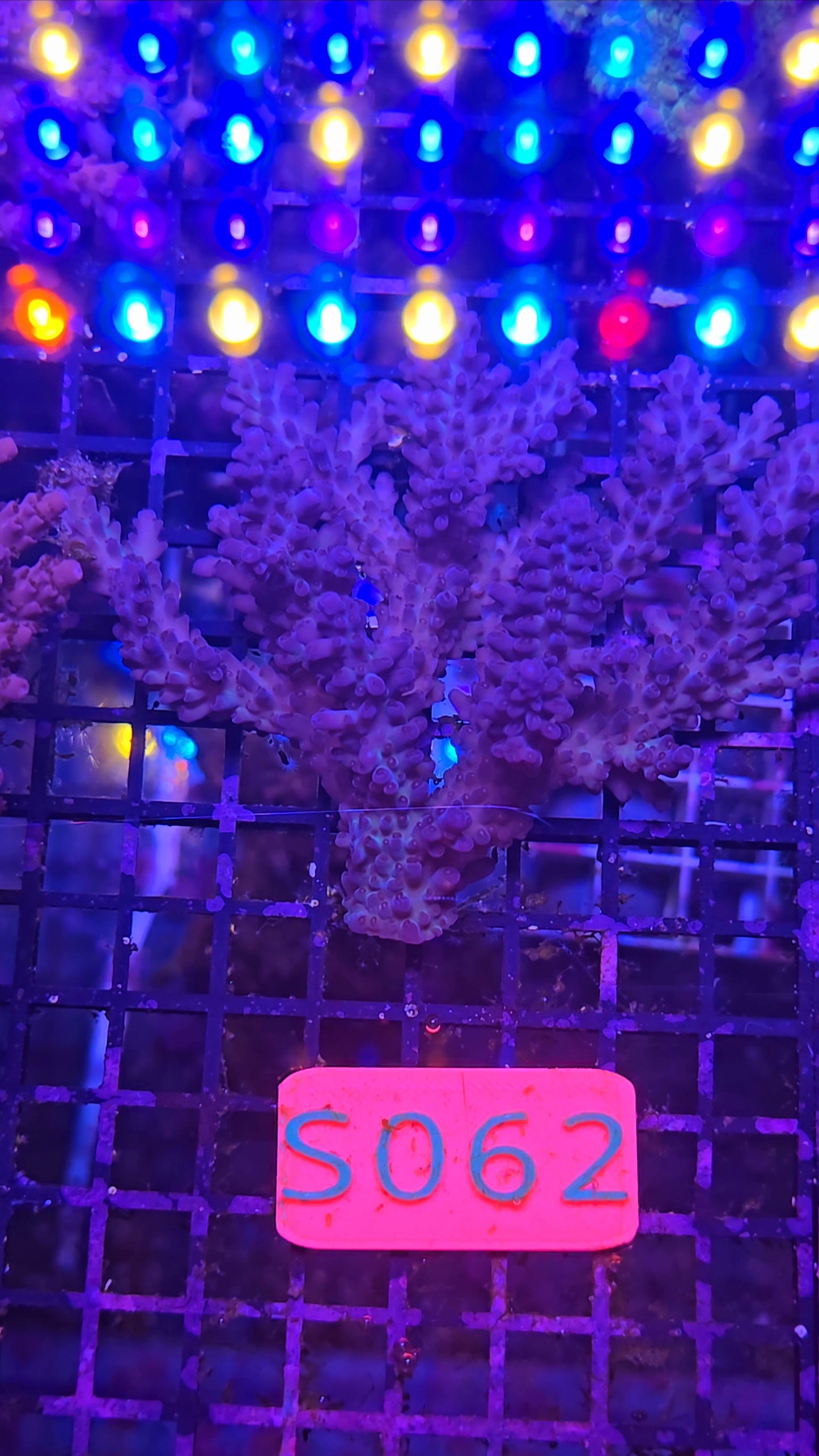Australian SPS Colony s062p