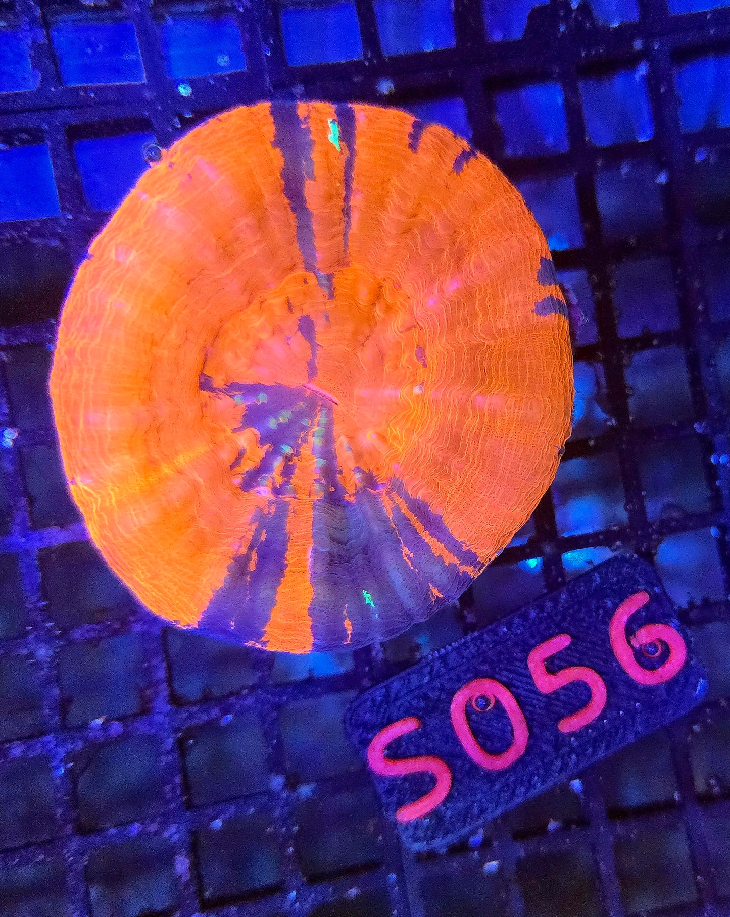 Scolymia Australis s056