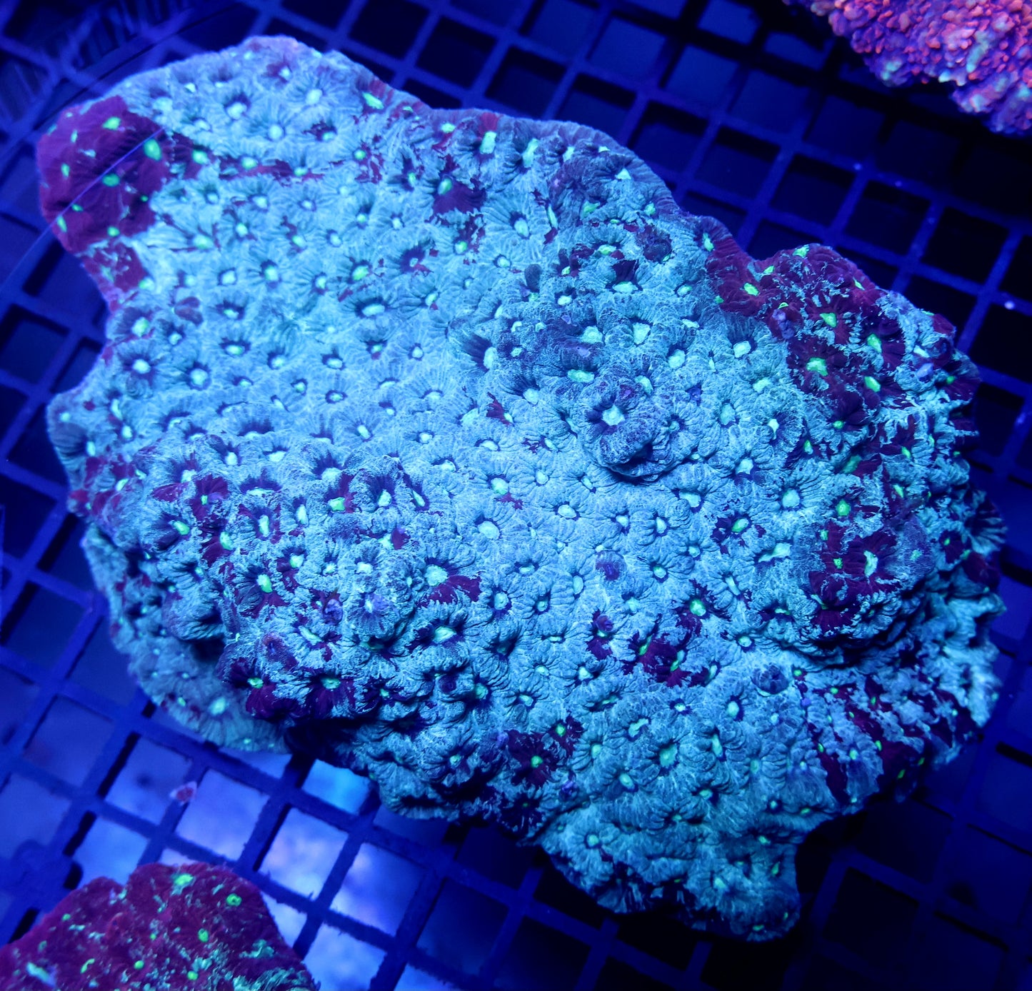 X3 Ultra War Coral Favia