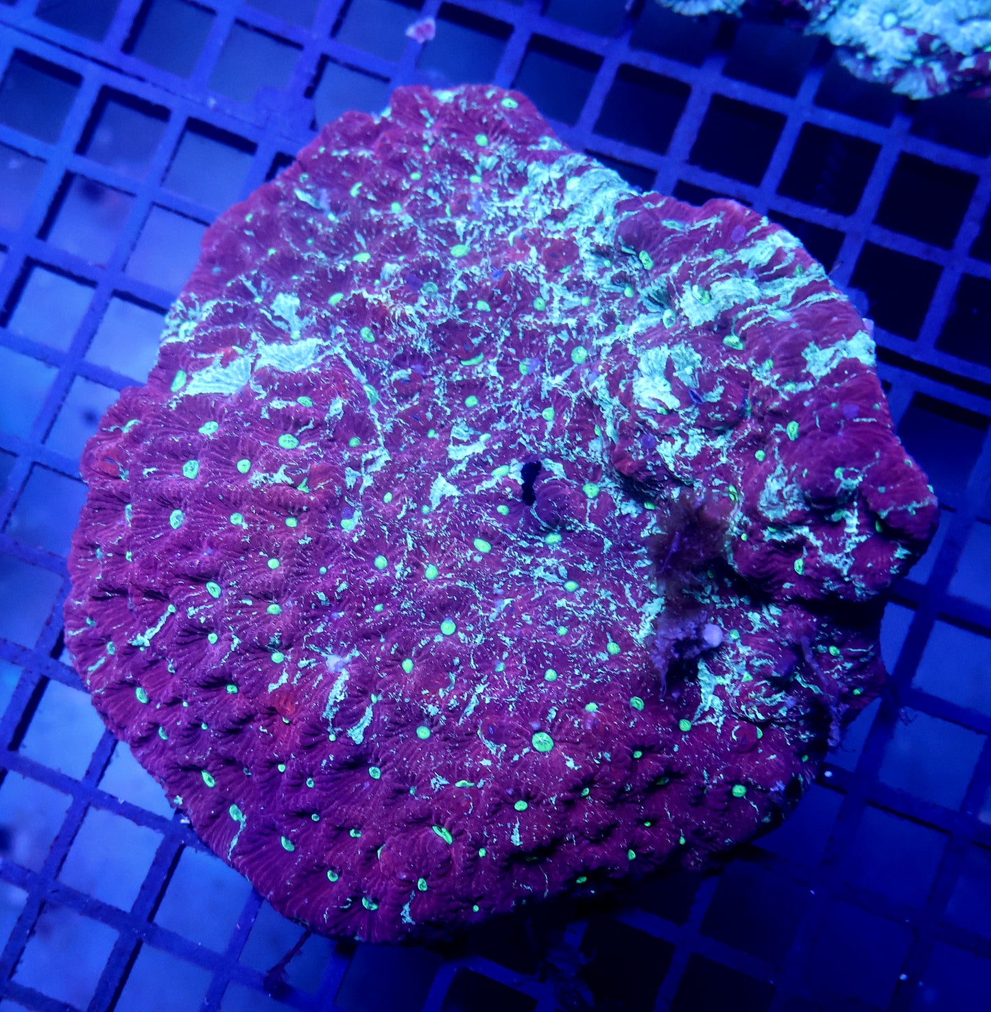 X4 Ultra War Coral Favia
