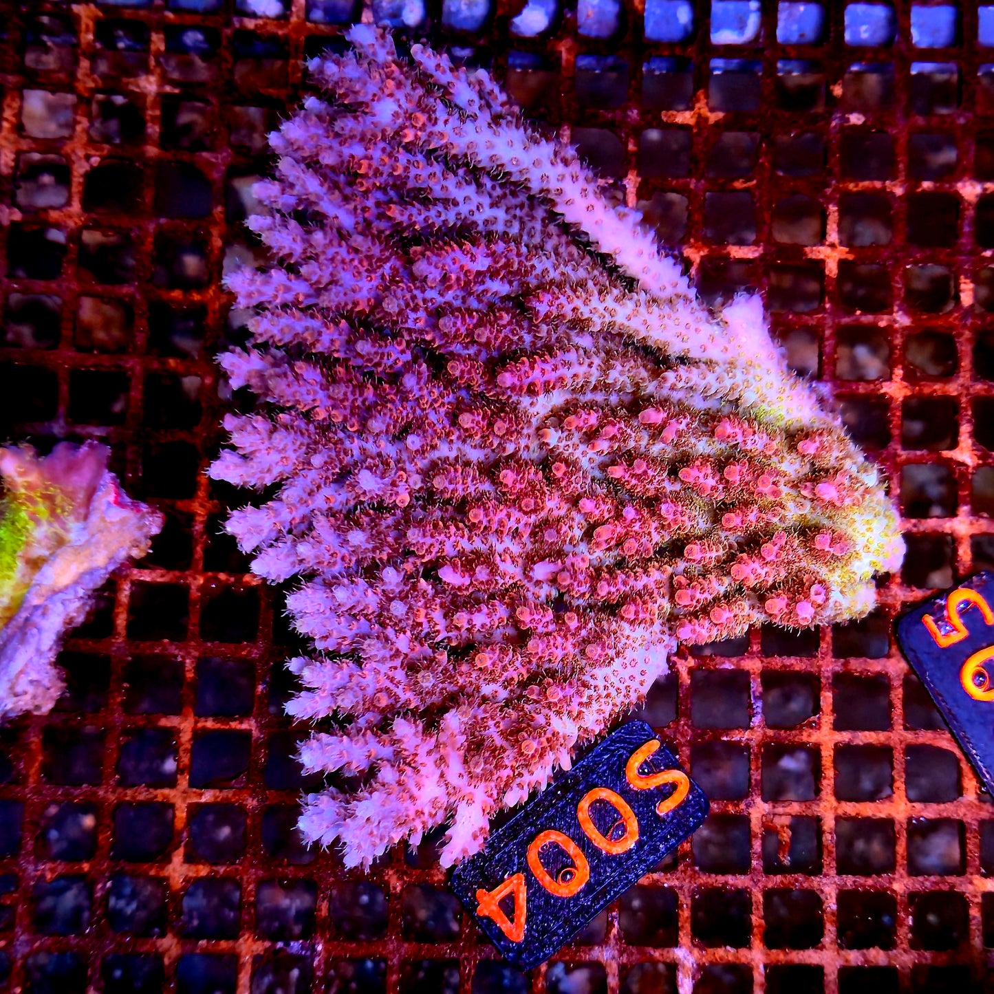 Australian SPS S004