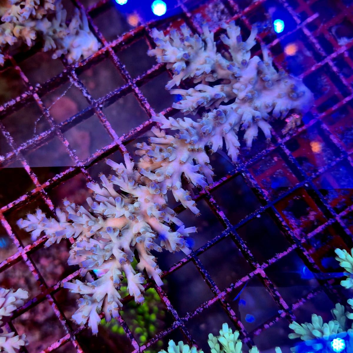 Australian Acropora Ice & Fire Echinata Colony B14
