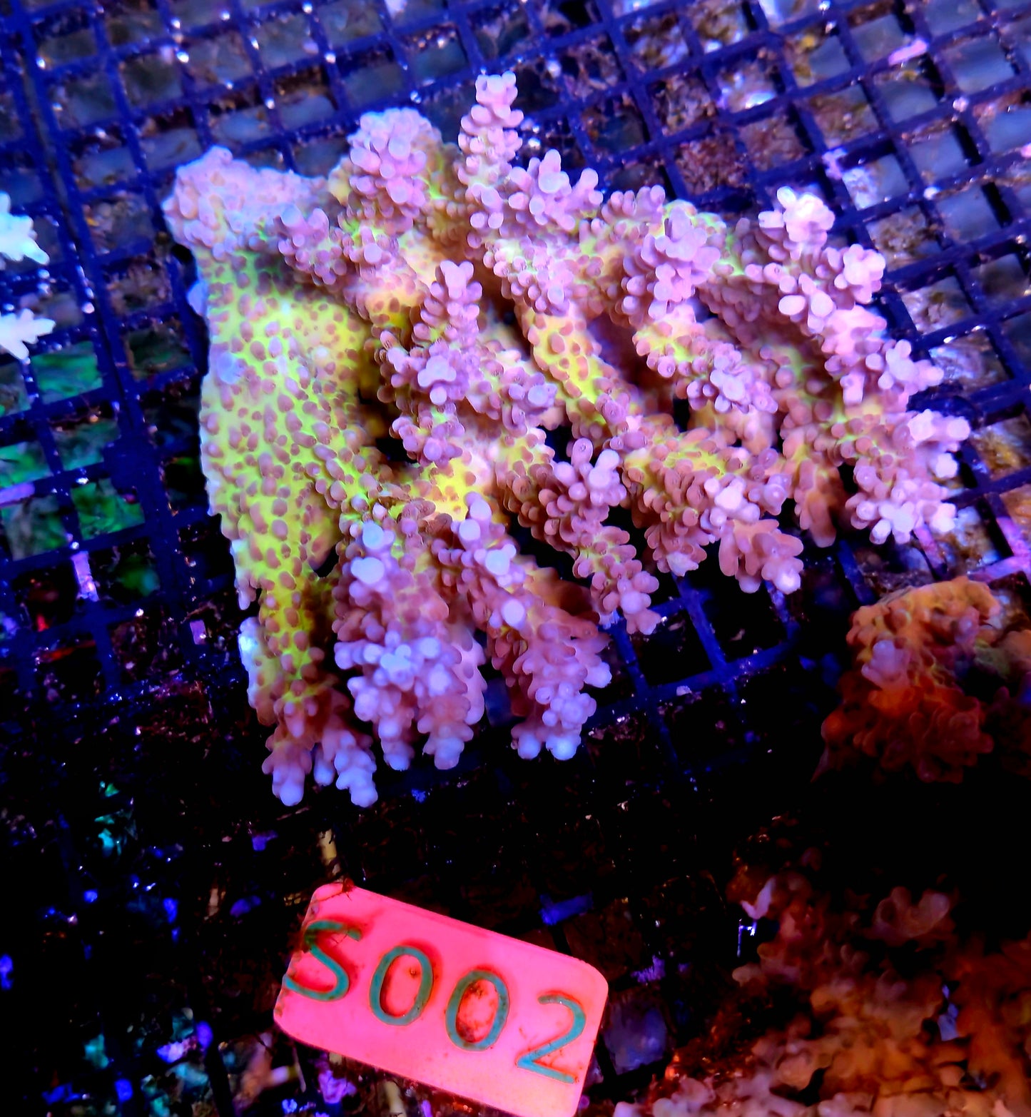 Australian SPS Colony S002p