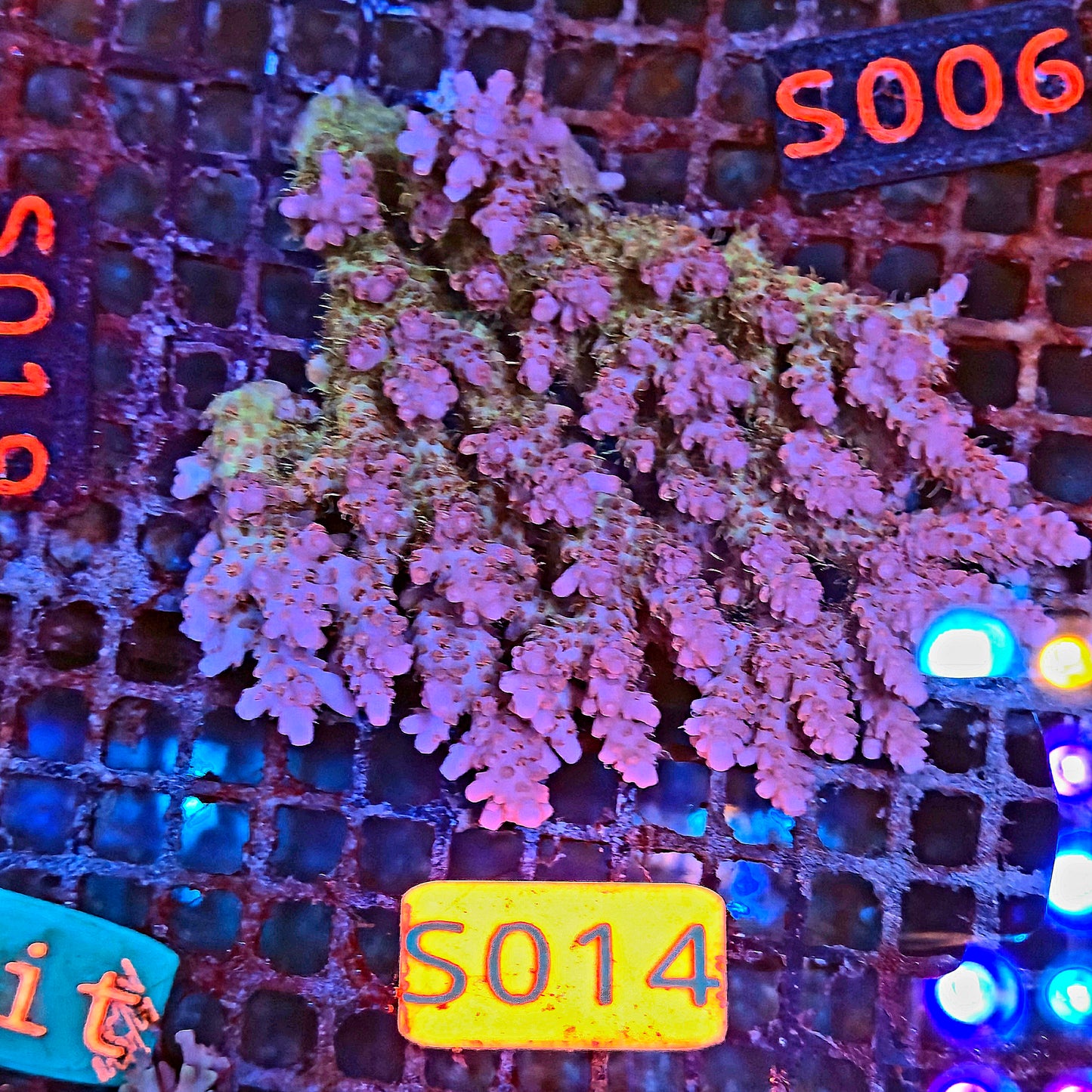 Australian SPS S014