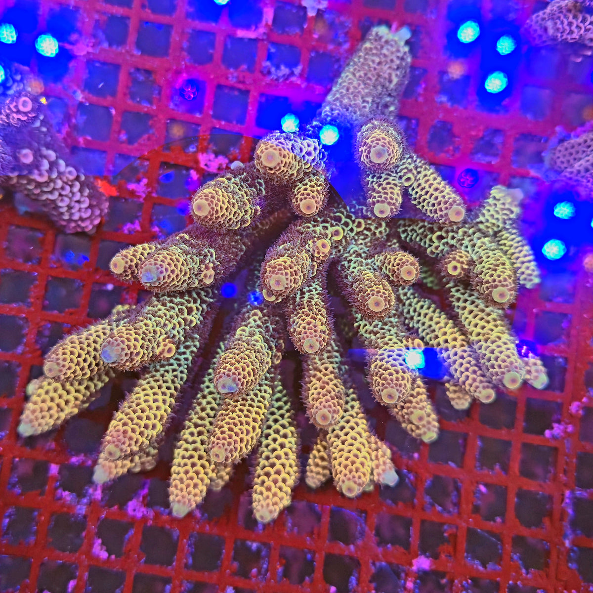 Australian Acropora Spathulata Colony C10