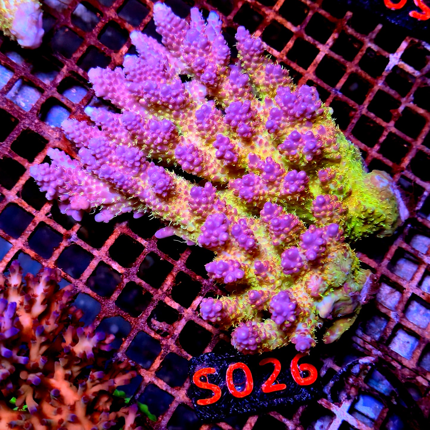 Australian SPS S026