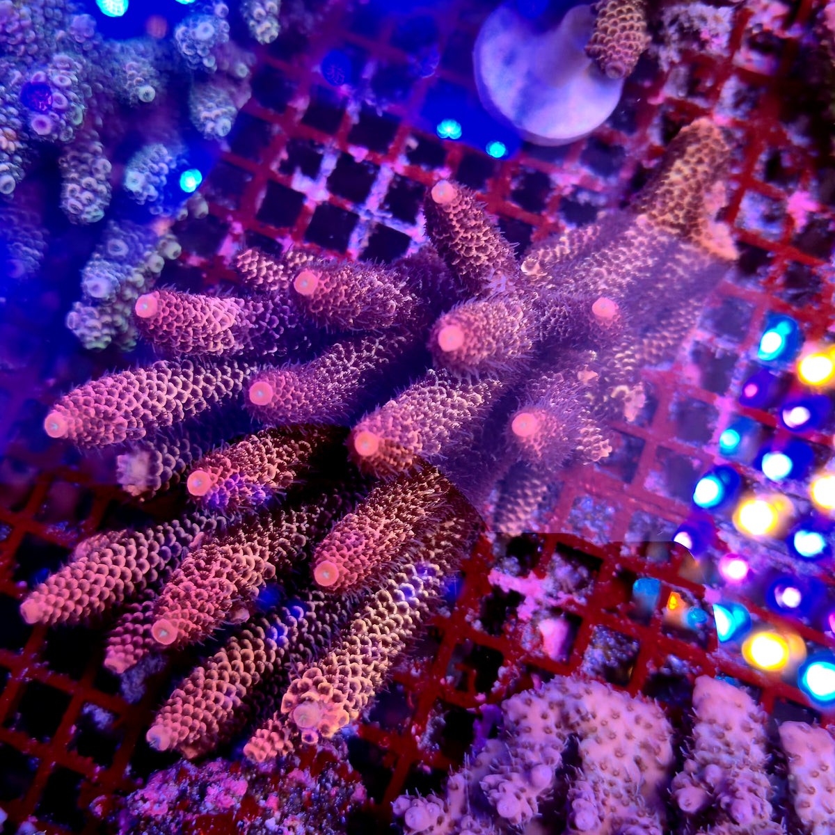Australian Acropora Spathulata Colony C8