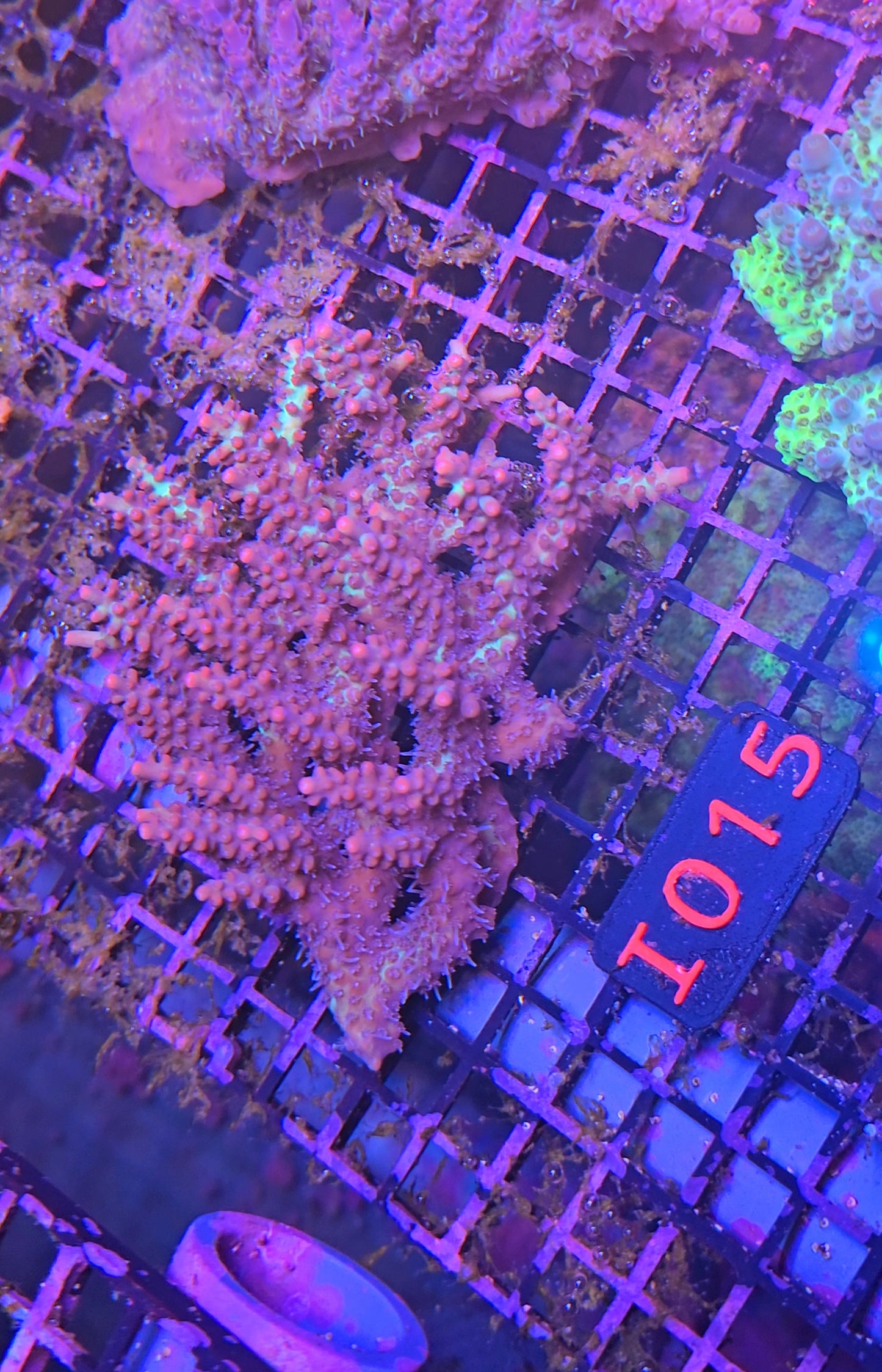 Australian SPS Colony i015
