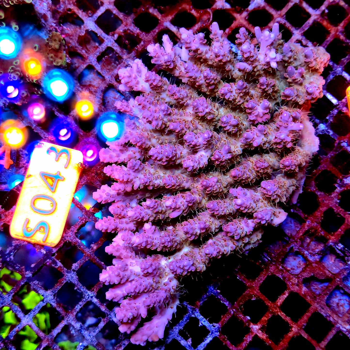 Australian SPS S043
