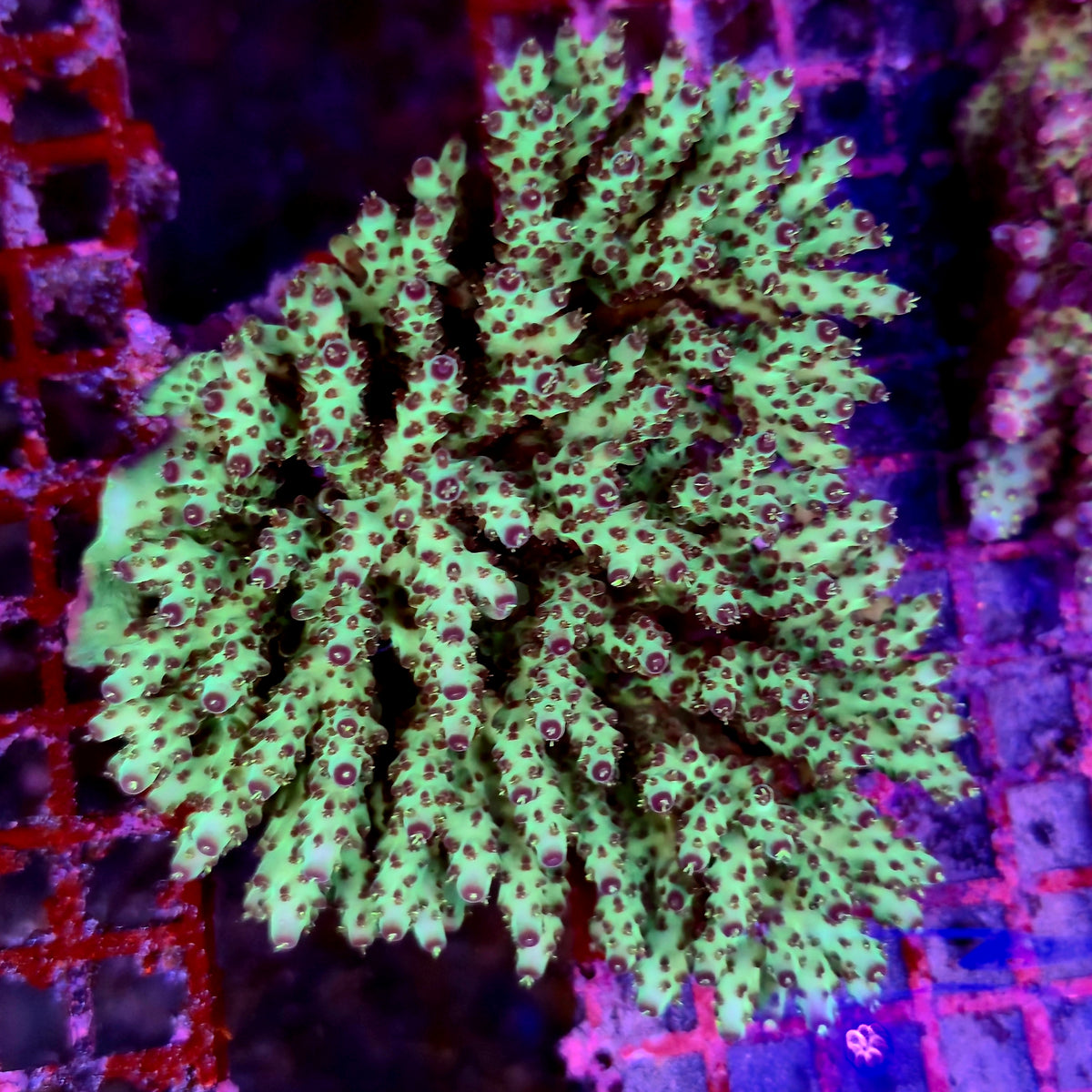 Australian Acropora Colony D1