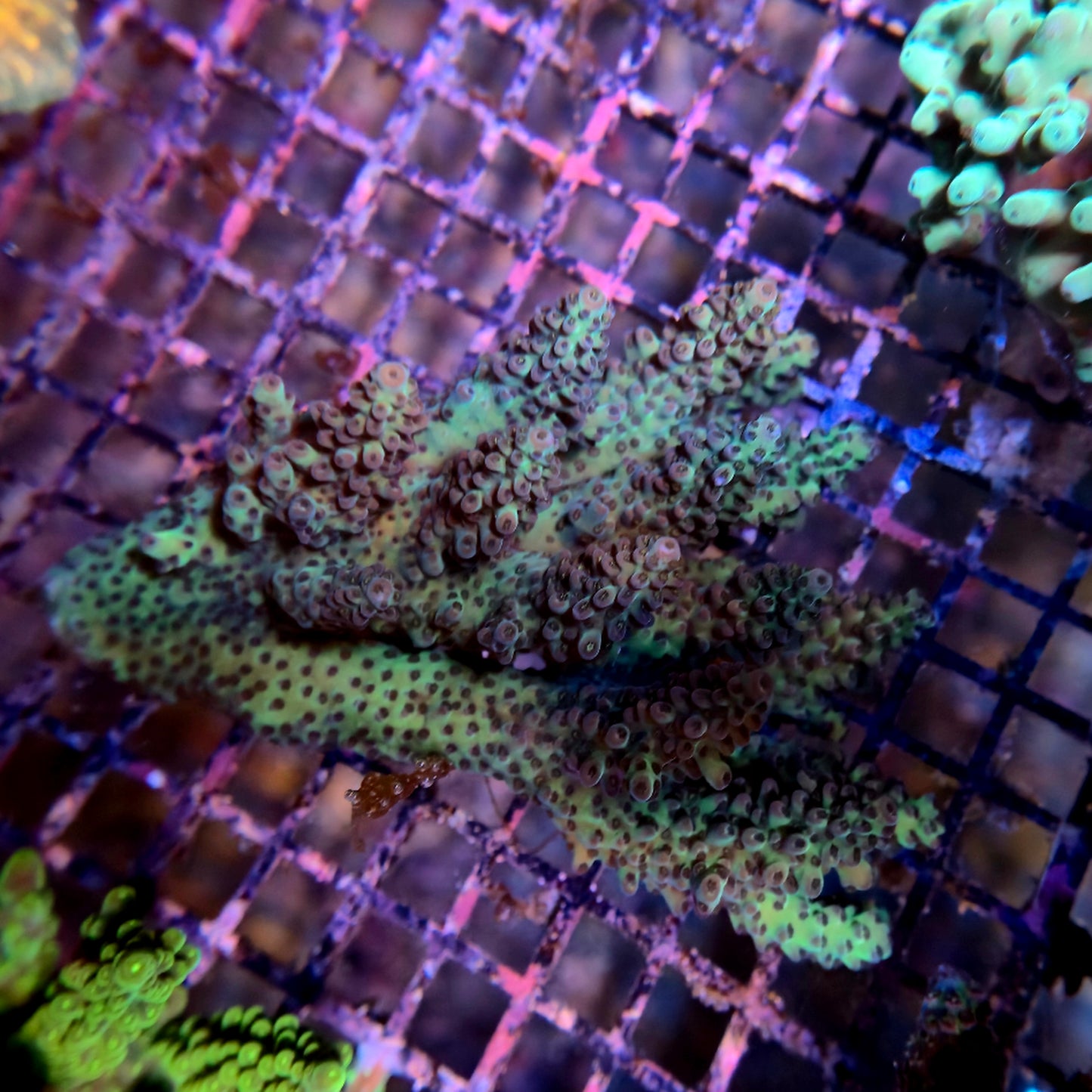 Aussie SPS Colony - Coral Farm Kuwait