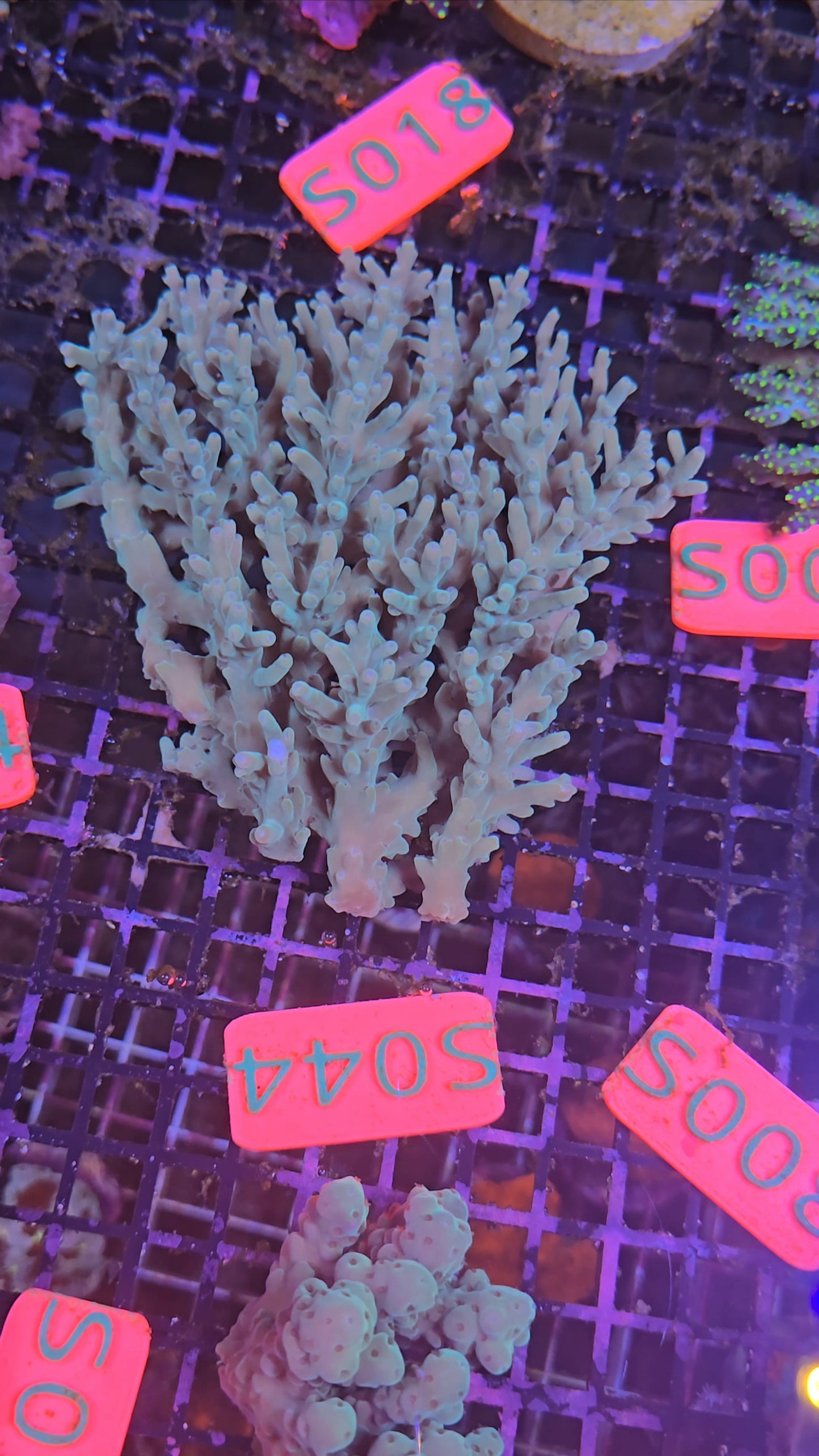 Australian SPS Colony s044p