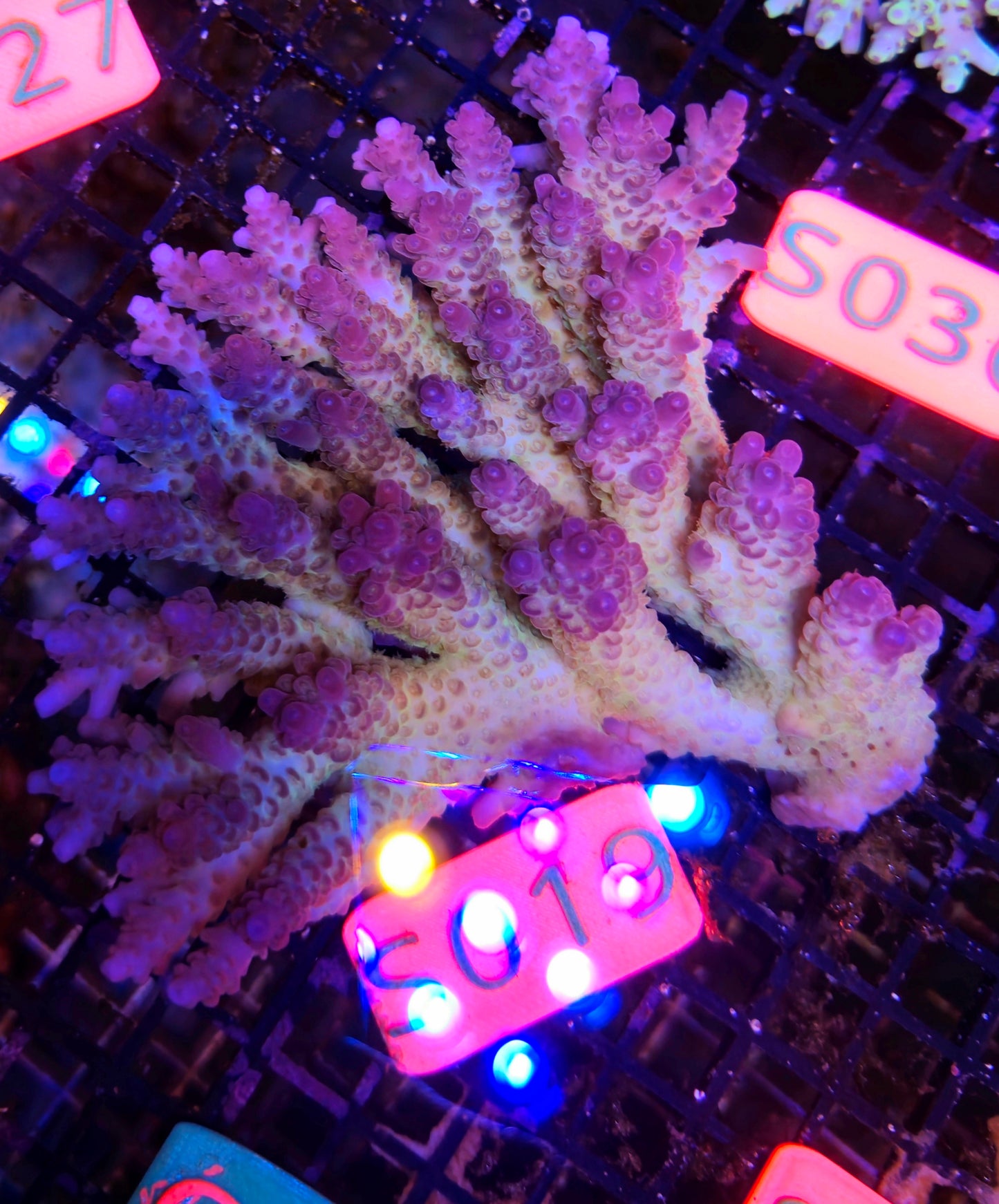 Australian SPS Colony s019p