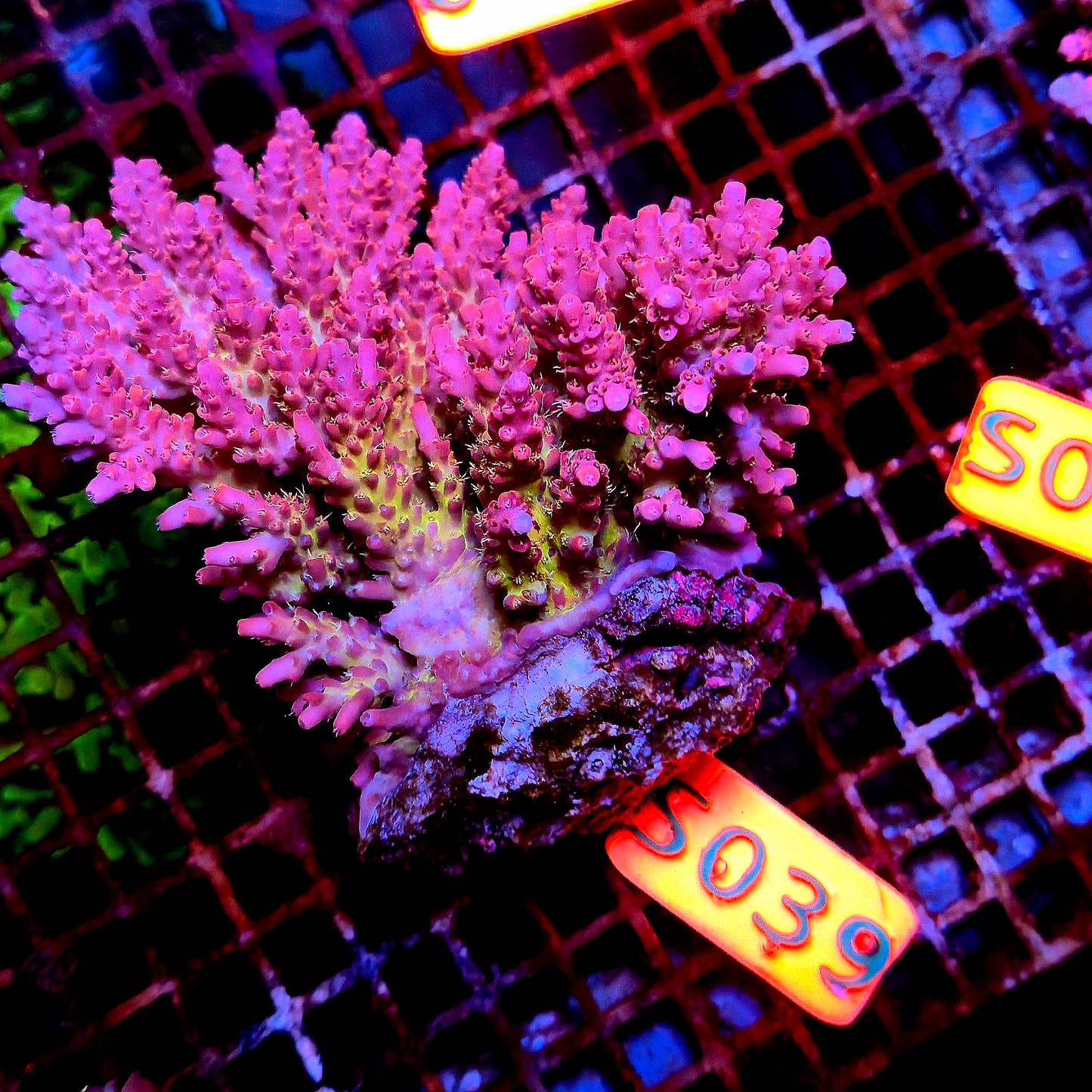Australian SPS S039