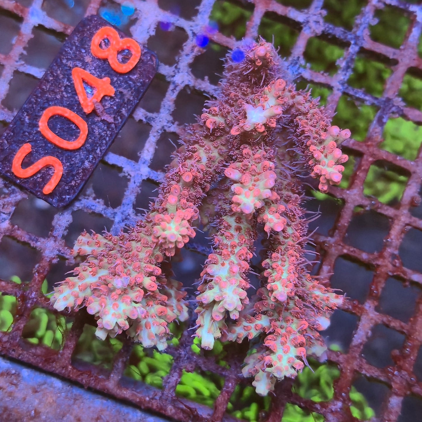 Australian SPS S048 SBSC