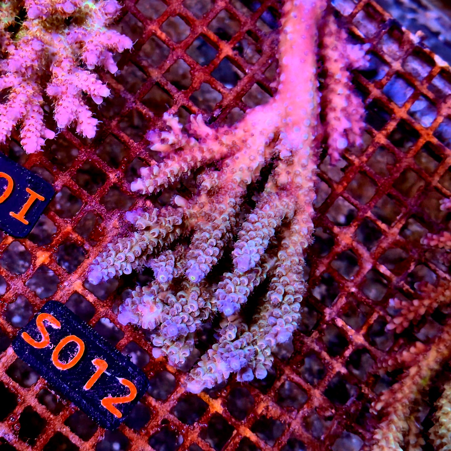 Australian SPS S012