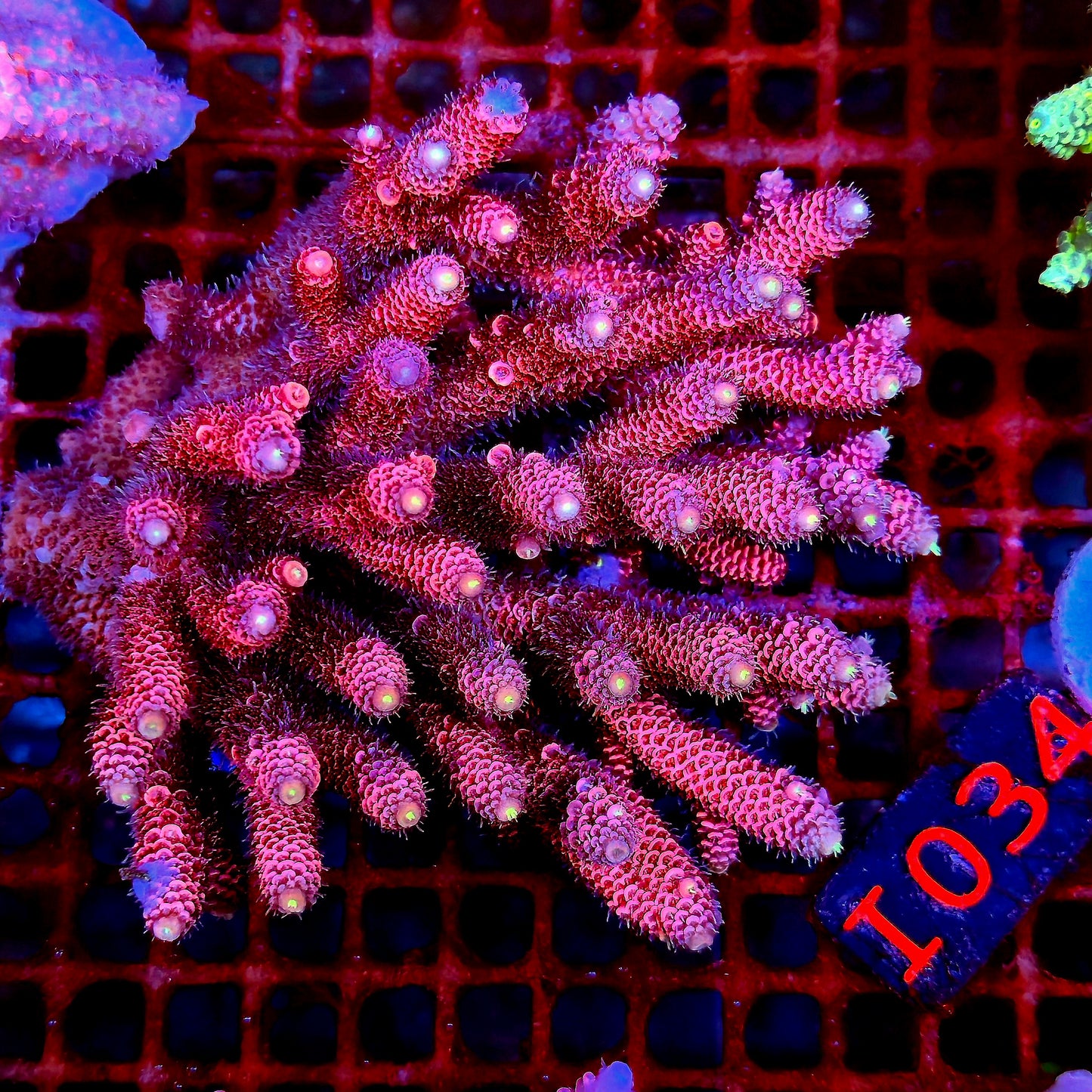 Australian SPS I034