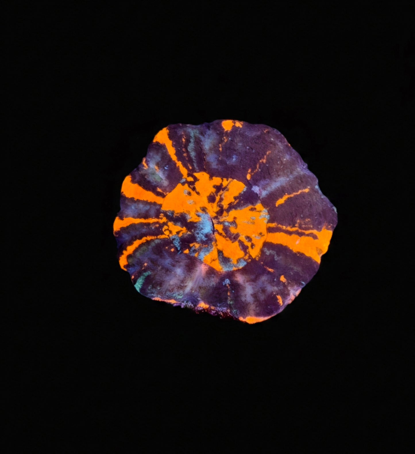 Scolymia Australis