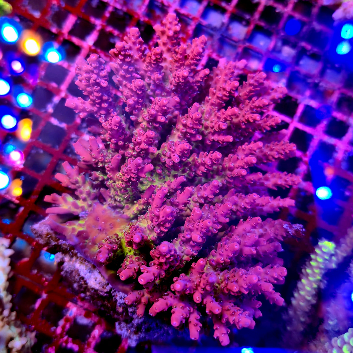 Australian Acropora Colony A10