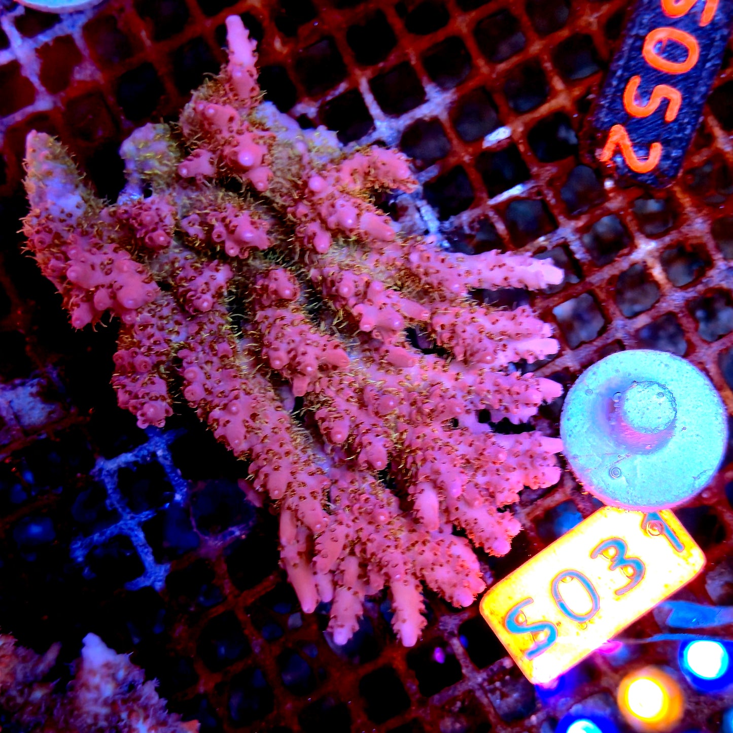 Australian SPS S031