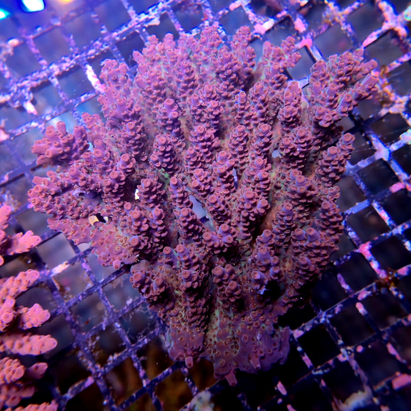 Aussie SPS Colony - Coral Farm Kuwait