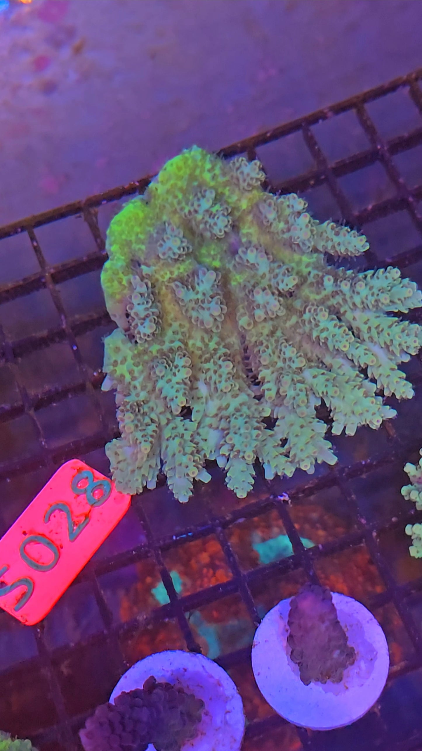 Australian SPS Colony S028p