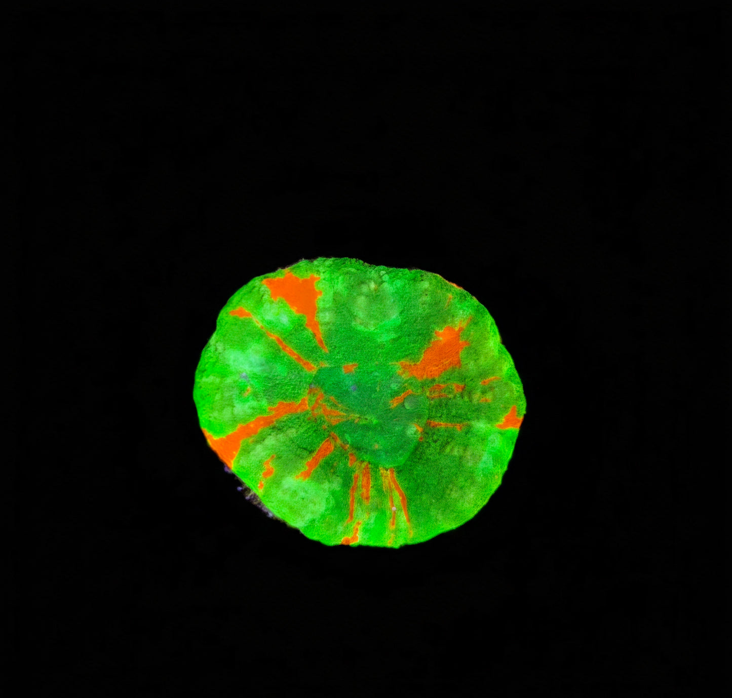 Scolymia Australis