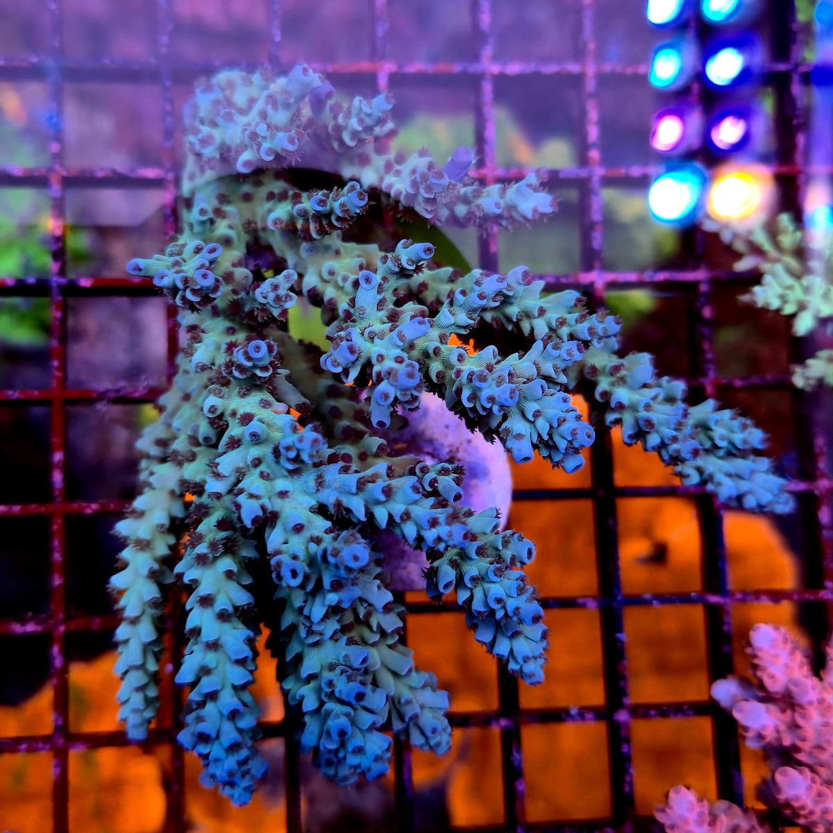 Australian Acropora Colony B8