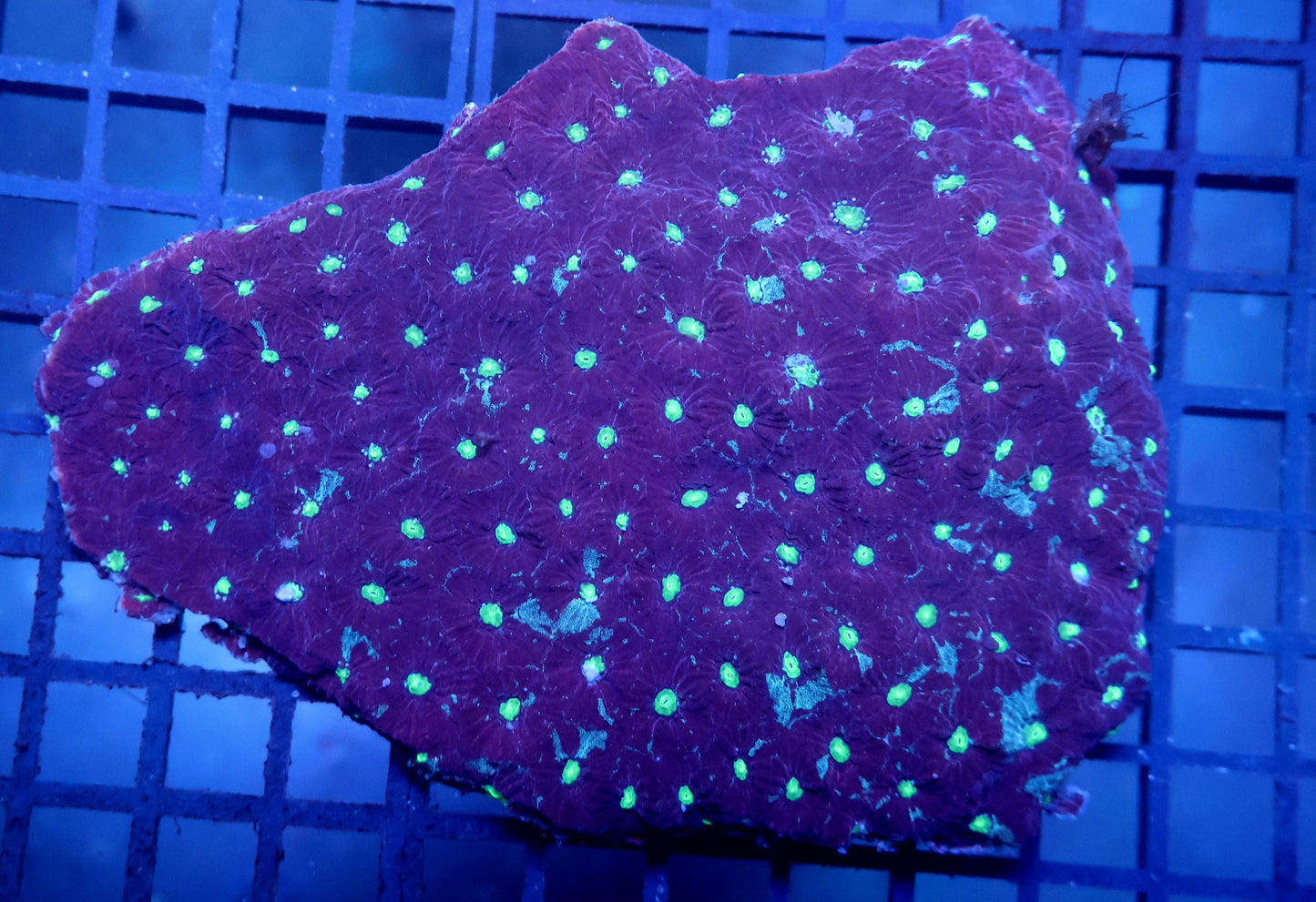 W5 Ultra War Coral Favia - Coral Farm Kuwait