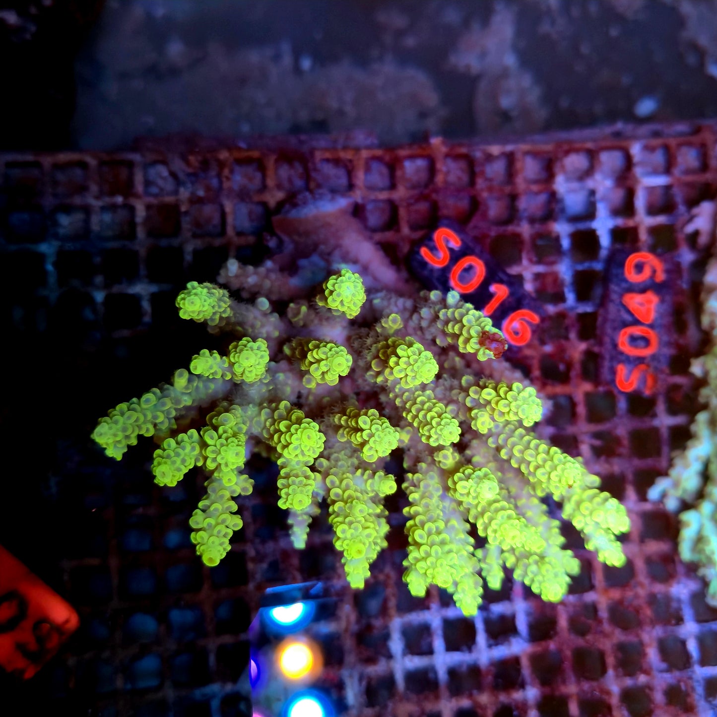 Australian SPS S016