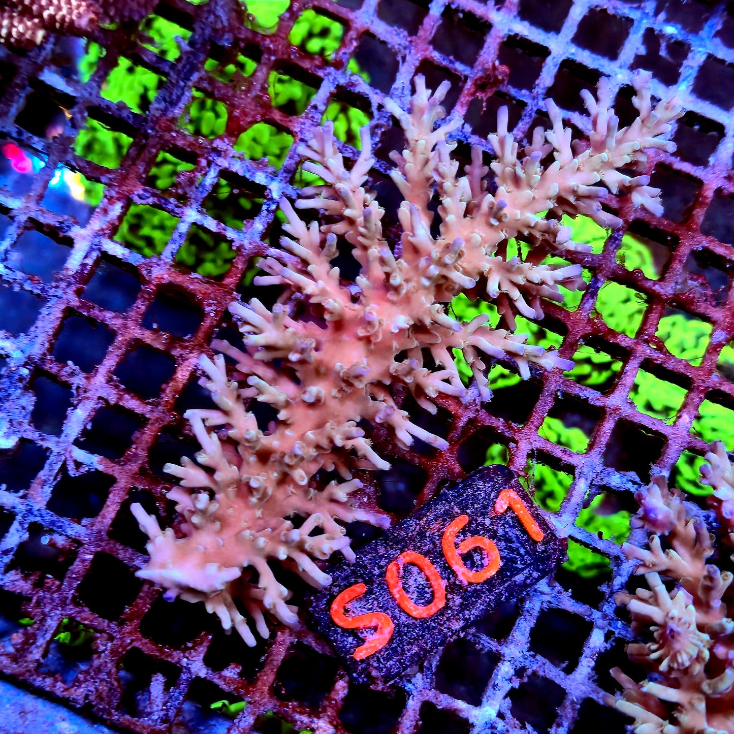 Australian SPS S061