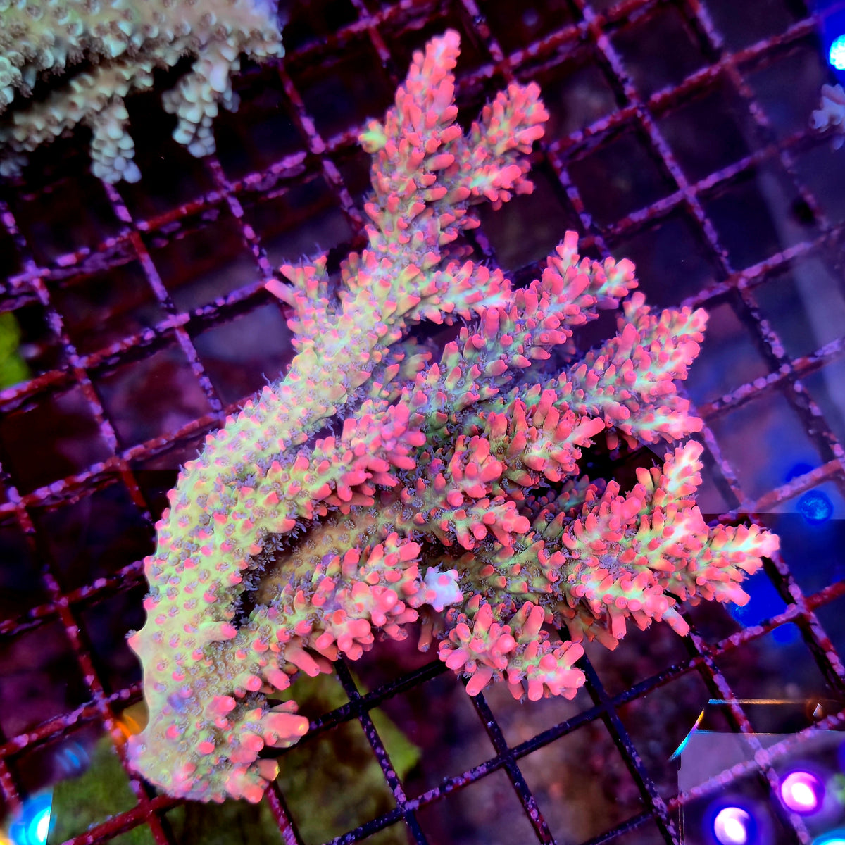 Australian Acropora Strawberry Shortcake Colony B16