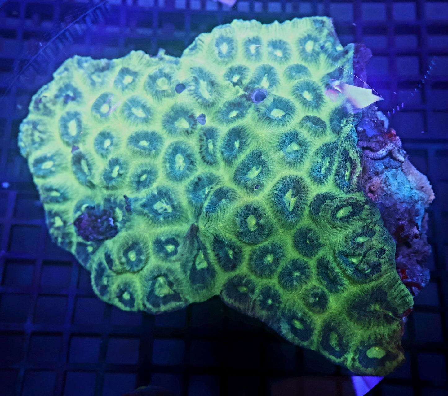 W1 Moon Coral Favia Ultra
